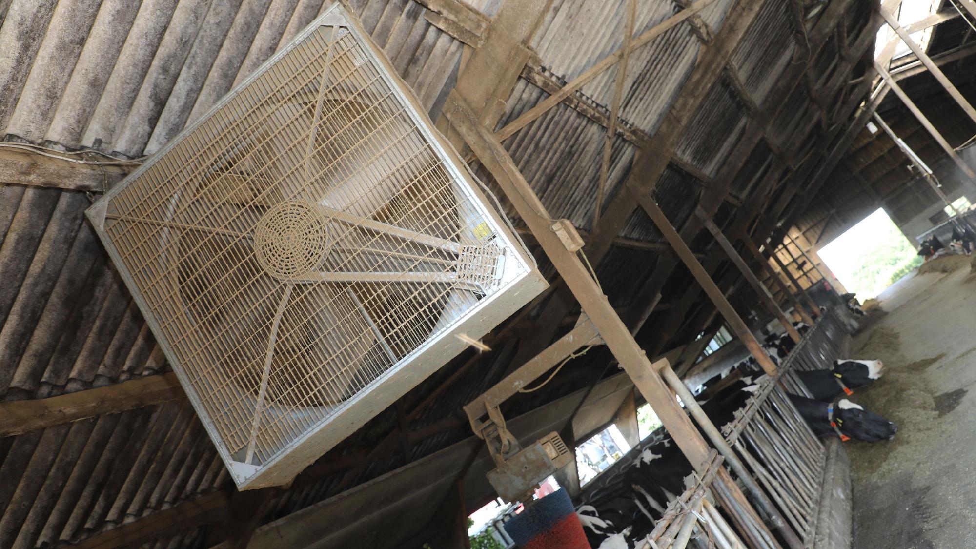 Ein großer Ventilator hängt unter der Decke des Freilaufstalls auf dem Westerhof bei Overath.