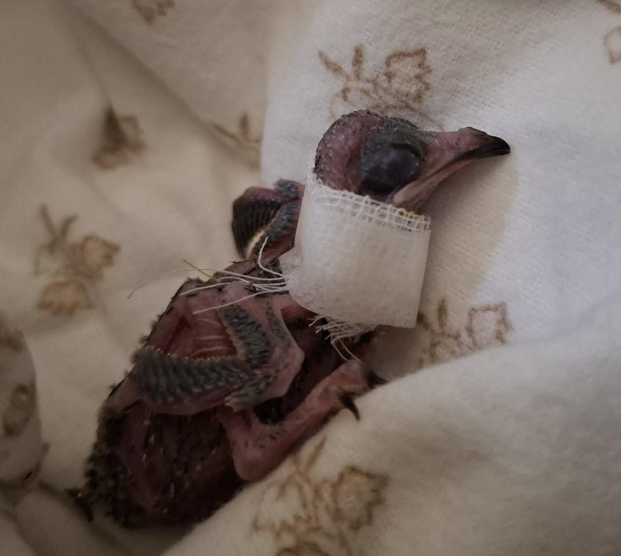 Zu sehen ist ein Vogelküken mit einem Verband um den Hals.