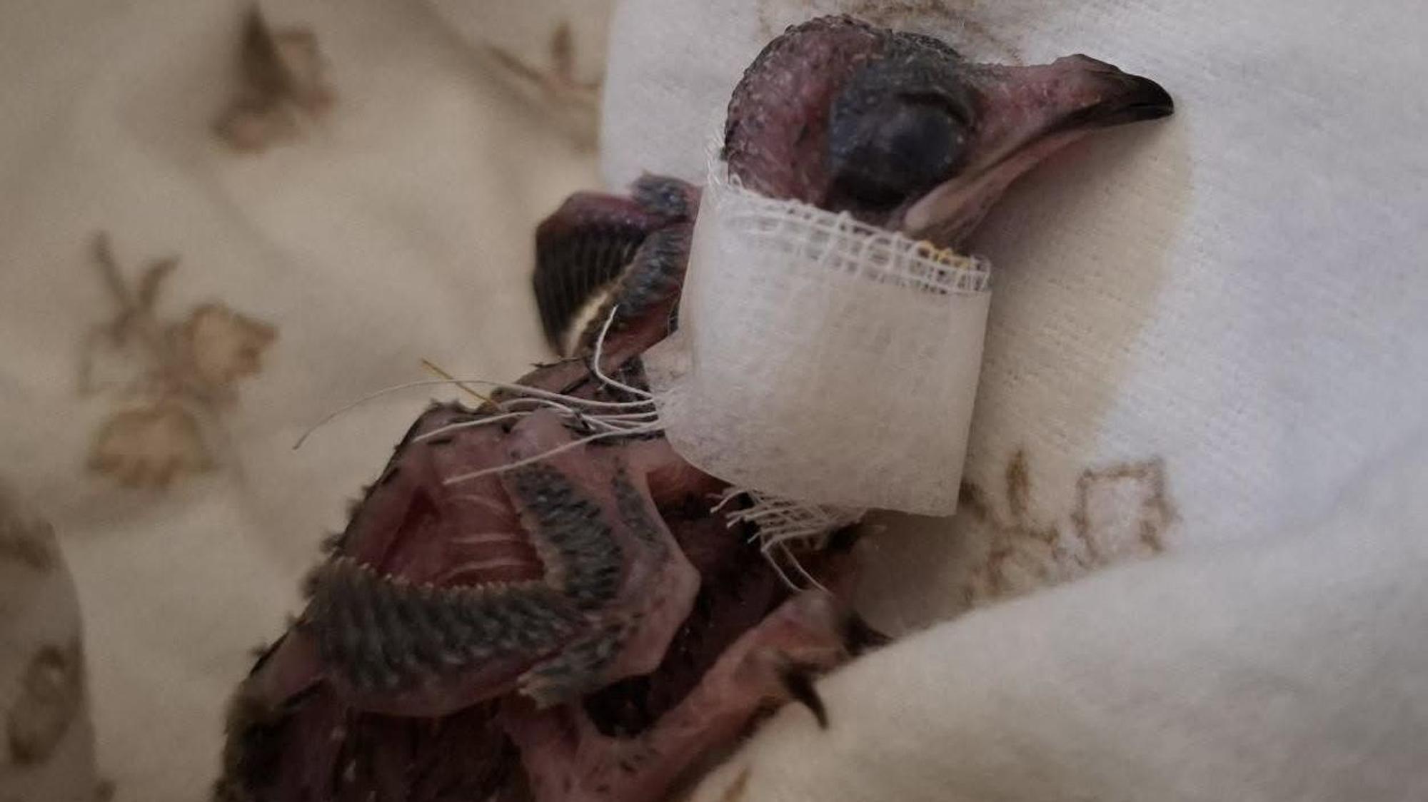 Zu sehen ist ein Vogelküken mit einem Verband um den Hals.