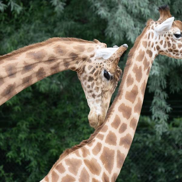 Kardofan-Giraffen im Dresdner Zoo. Auch in den Kölner Zoo ziehen bald drei Kardofan-Giraffen ein, eine Unterart der Netzgiraffe, die es bis 2024 in Köln gab. Die Giraffen-Anlage im Kölner Zoo steht kurz vor Fertigstellung.