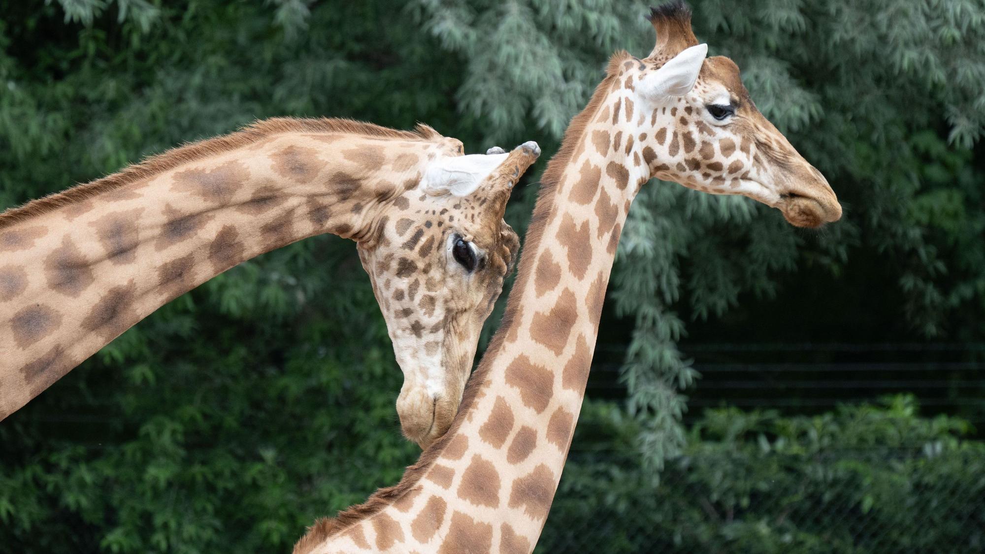 Kardofan-Giraffen im Dresdner Zoo. Auch in den Kölner Zoo ziehen bald drei Kardofan-Giraffen ein, eine Unterart der Netzgiraffe, die es bis 2024 in Köln gab. Die Giraffen-Anlage im Kölner Zoo steht kurz vor Fertigstellung.