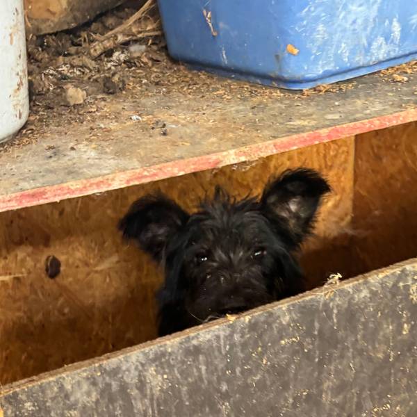Der Verein Team für Tiere Köln und das Tierheim Troisdorf holten am Samstag (27. Juni) 19 verwahrlosteHunde aus einem Messiehaus in Bornheim. Der Besitzer war verstorben.