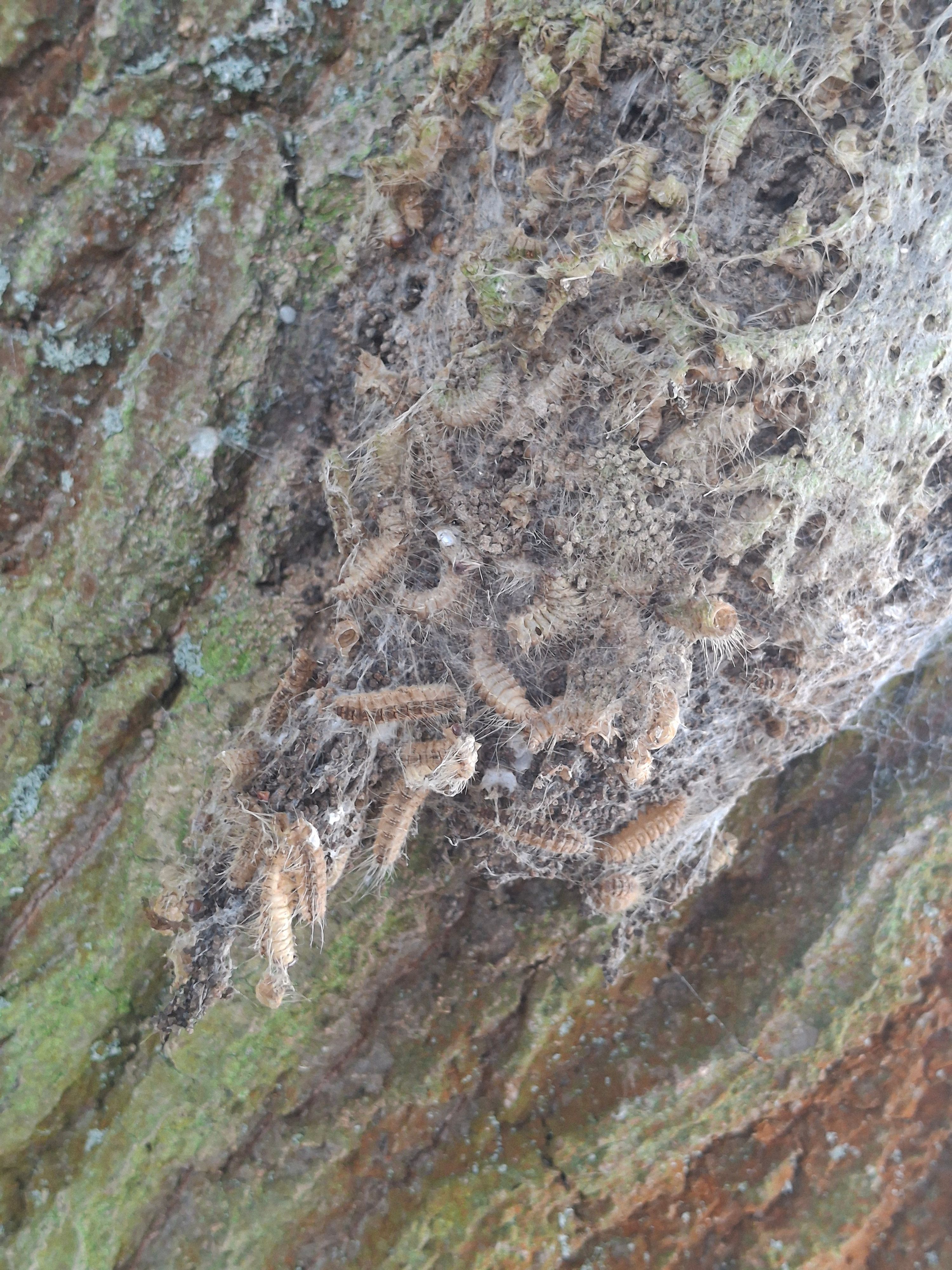 Eichenprozessionsspinner in ihrem Nest an einem Baum in der Gemeinde Wachtberg