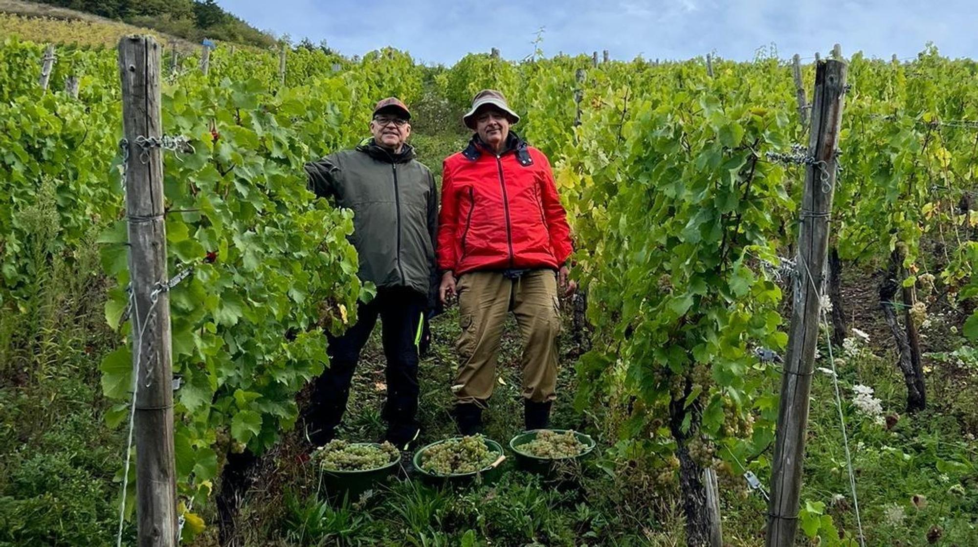 Das Foto zeigt Dirk Weikert (links) und Reiner Galunder im Herbst bei der Arbeit im Weinberg an der Mosel.