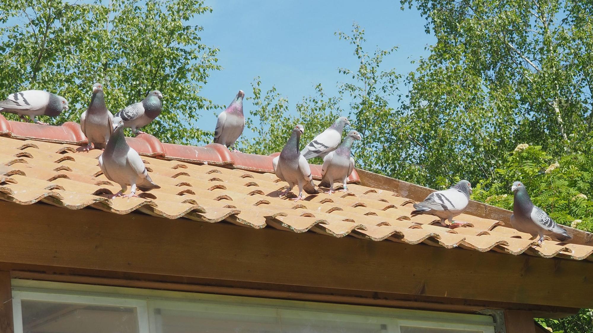 Auf einem Dach, das mit roten Ziegeln gedeckt ist, sitzen Tauben.