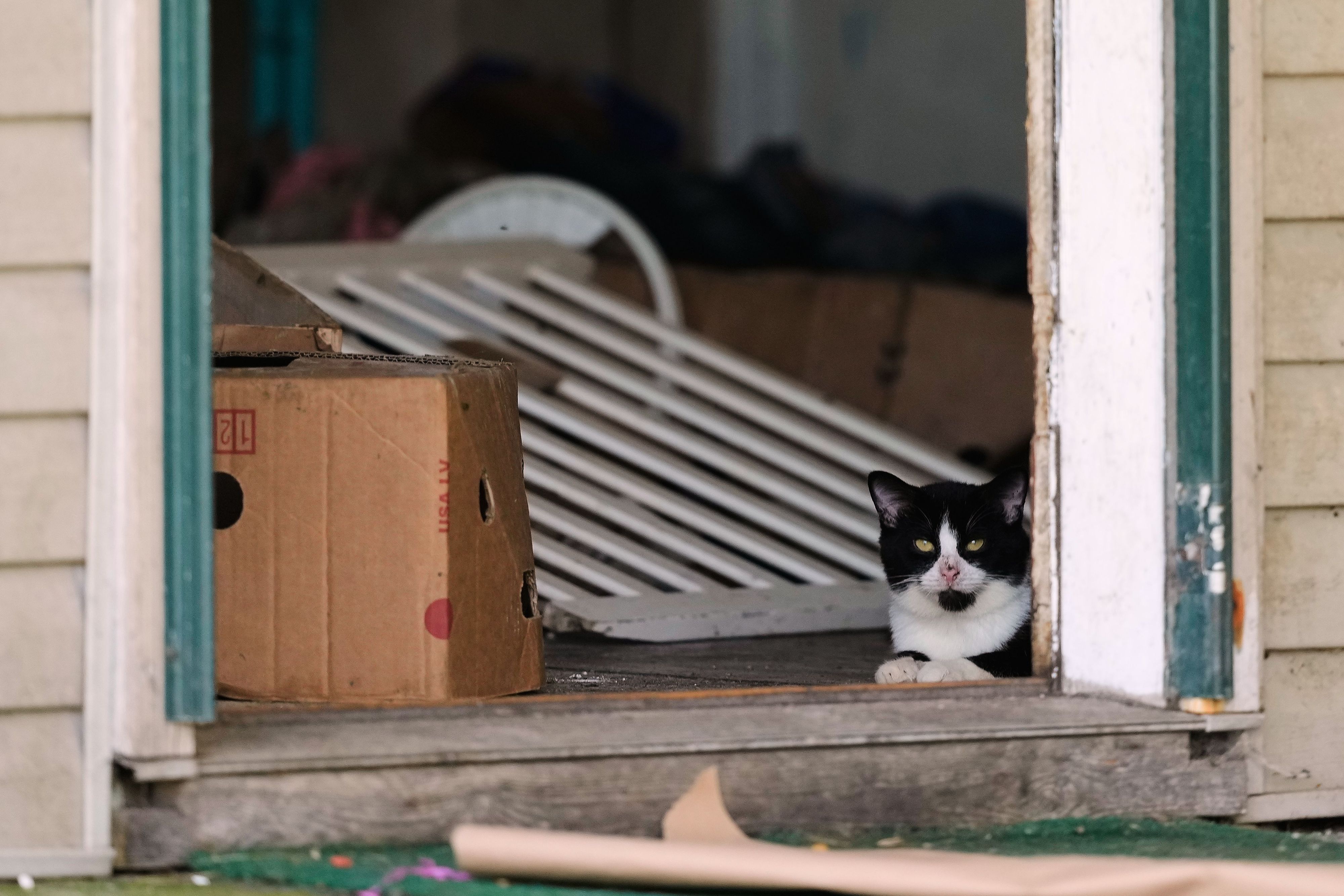 Eine Katze schaut aus einer Seitentür eines Hauses, aus dem die Behörden nach eigenen Angaben 16 Kinder in Obhut genommen und vier Erwachsene festgenommen haben.