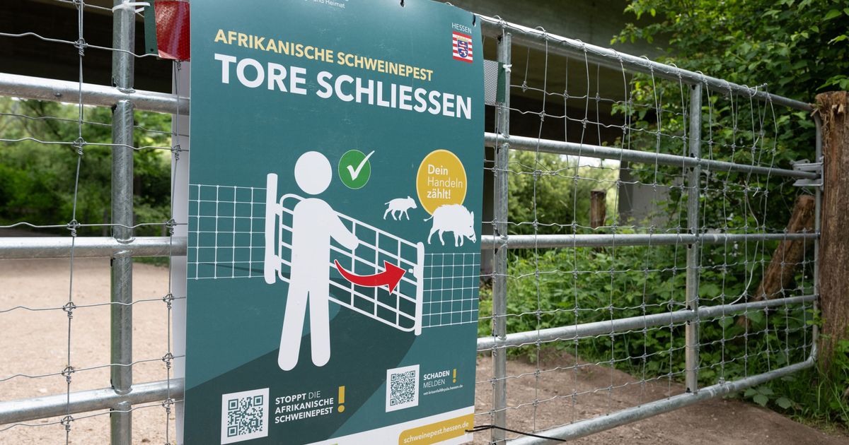 Afrikanische Schweinepest: Jäger aus Waldbröl blickt mit großer Sorge in ...