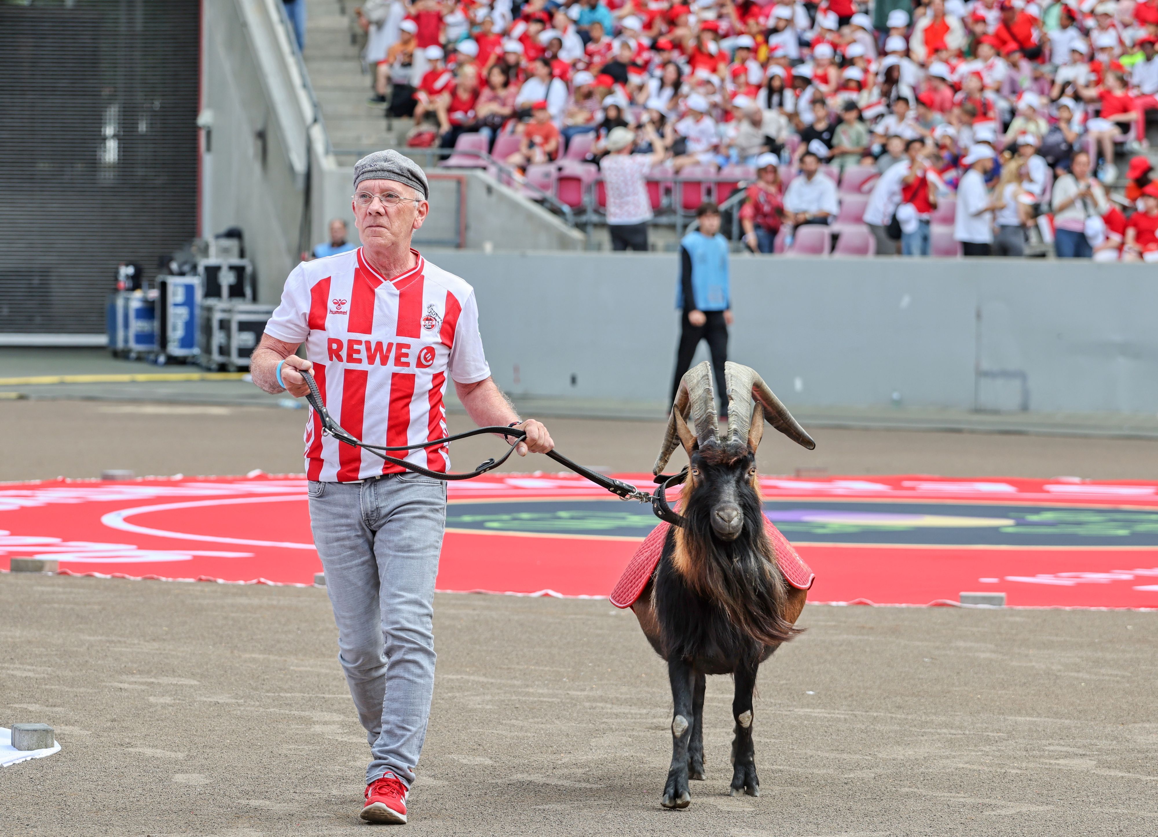 Hennes wird durch das FC-Stadion geführt.