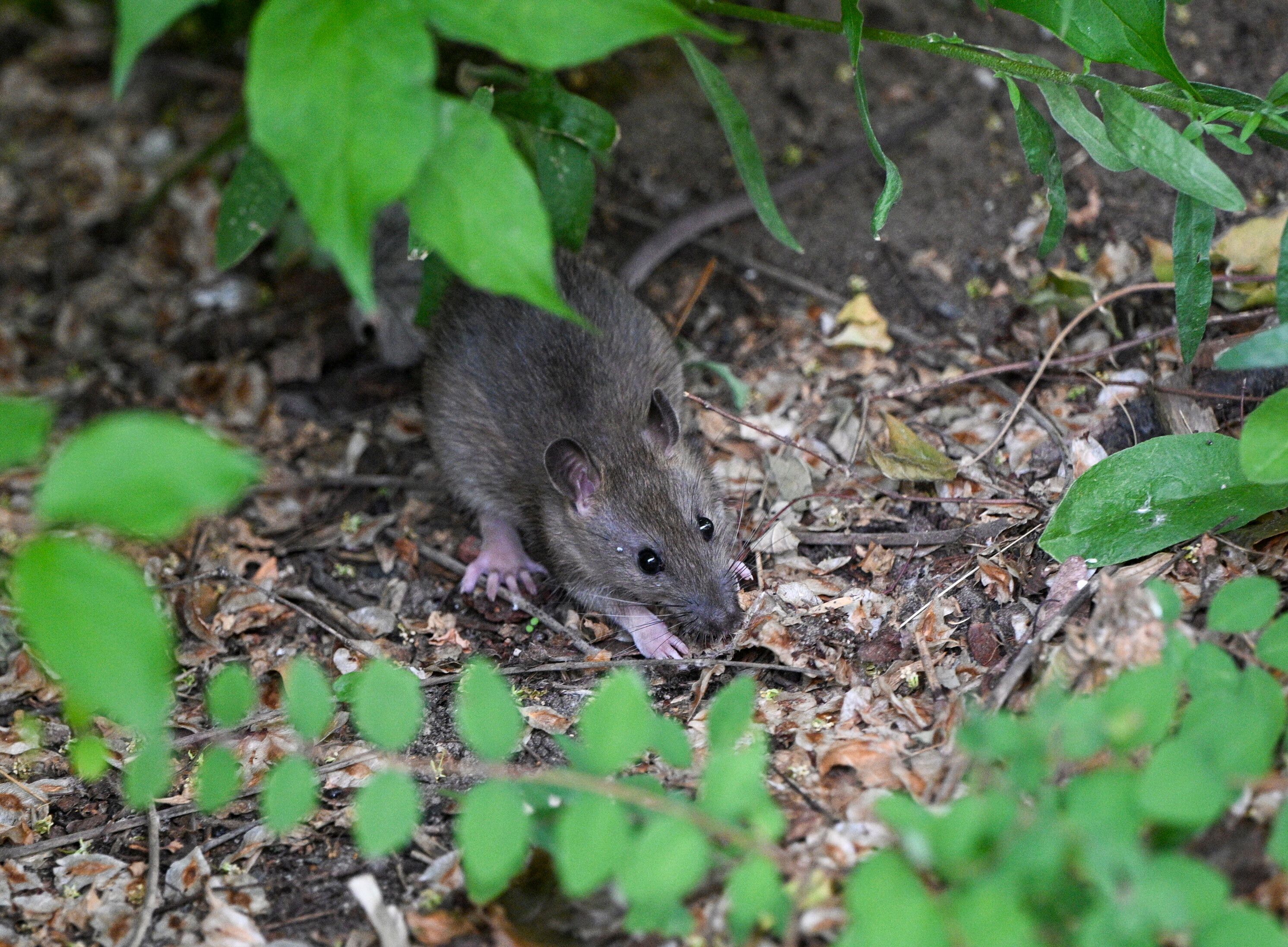 Dieses Symbolfoto zeigt eine Ratte in einem Vorgarten.