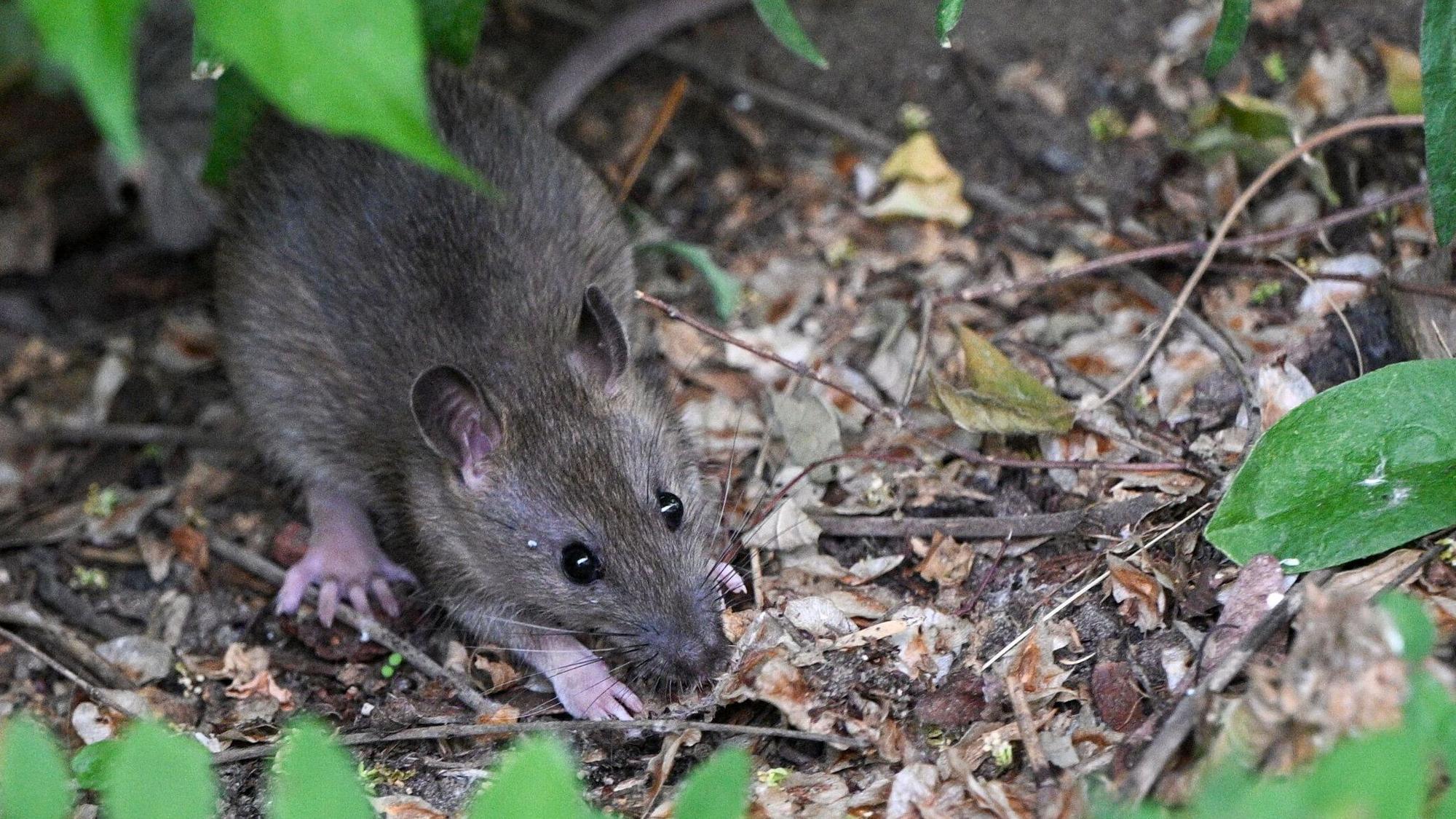 Dieses Symbolfoto zeigt eine Ratte in einem Vorgarten.