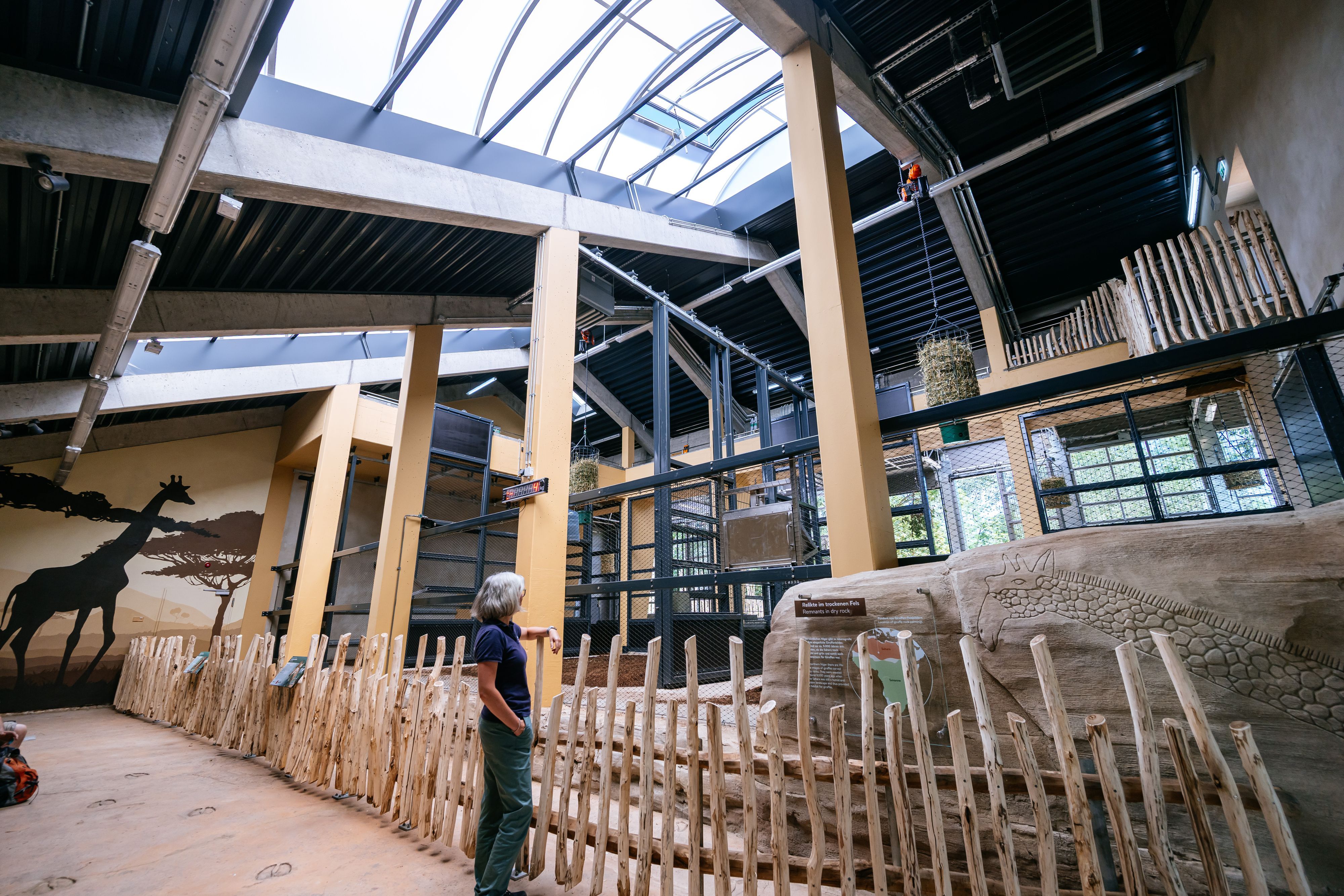 10.07.2026, Köln: Der Kölner Zoo eröffnet seine neue Giraffenanlage und stellt seine neuen Giraffen vor.  Alles soll größer, moderner, abwechslungsreicher werden