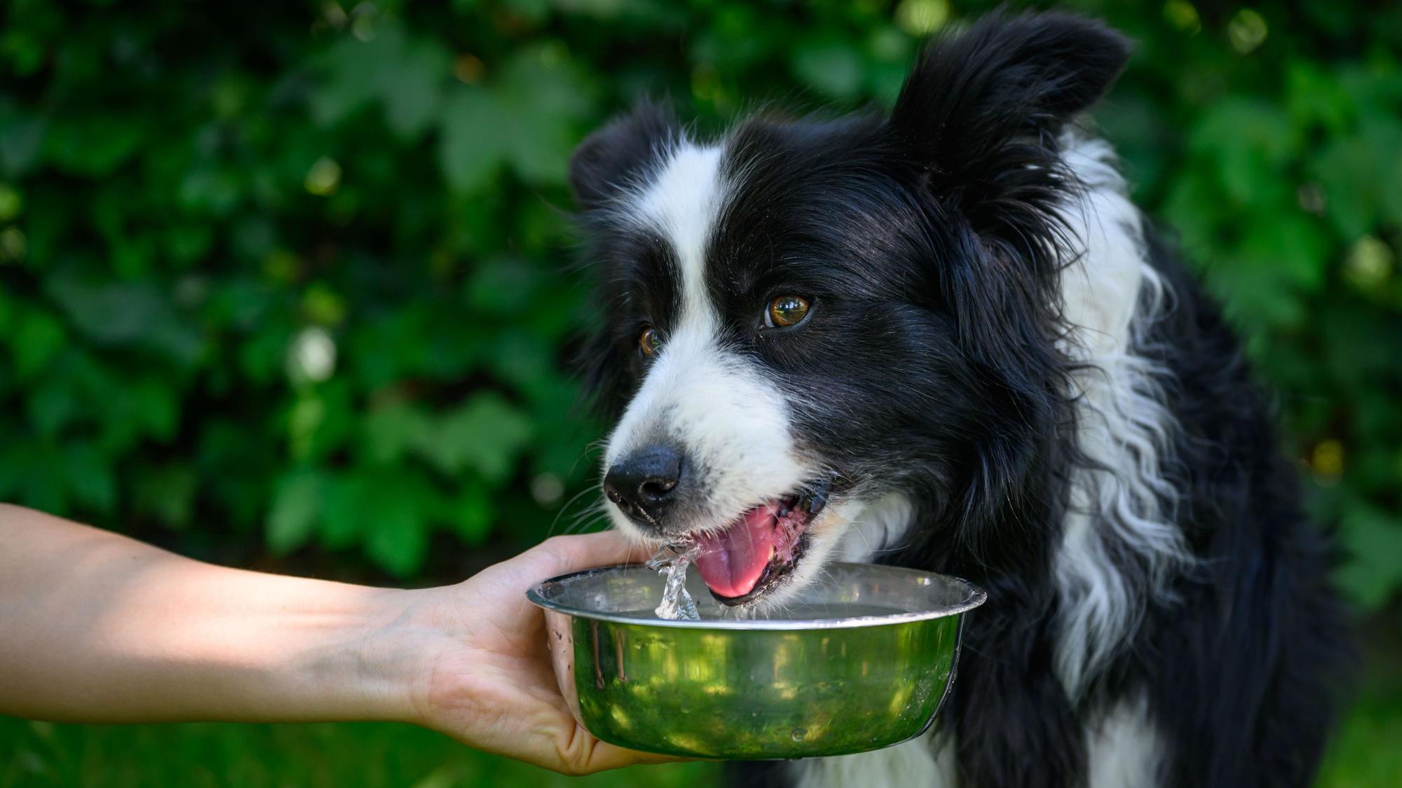 Die Bordercolliehündin Tilda bekommt eine Schale mit frischem Wasser zum Trinken (Symbolfoto).