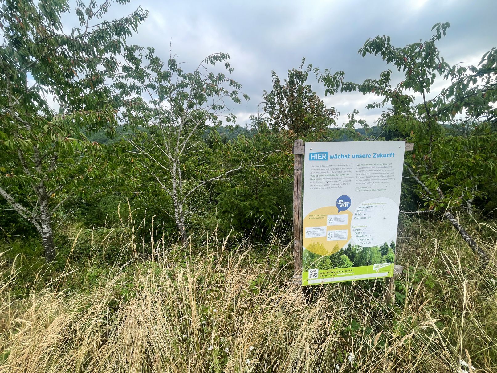 Ein Schild vor einem Hang mit jungen Bäumen weist auf den Waldumbau hin.