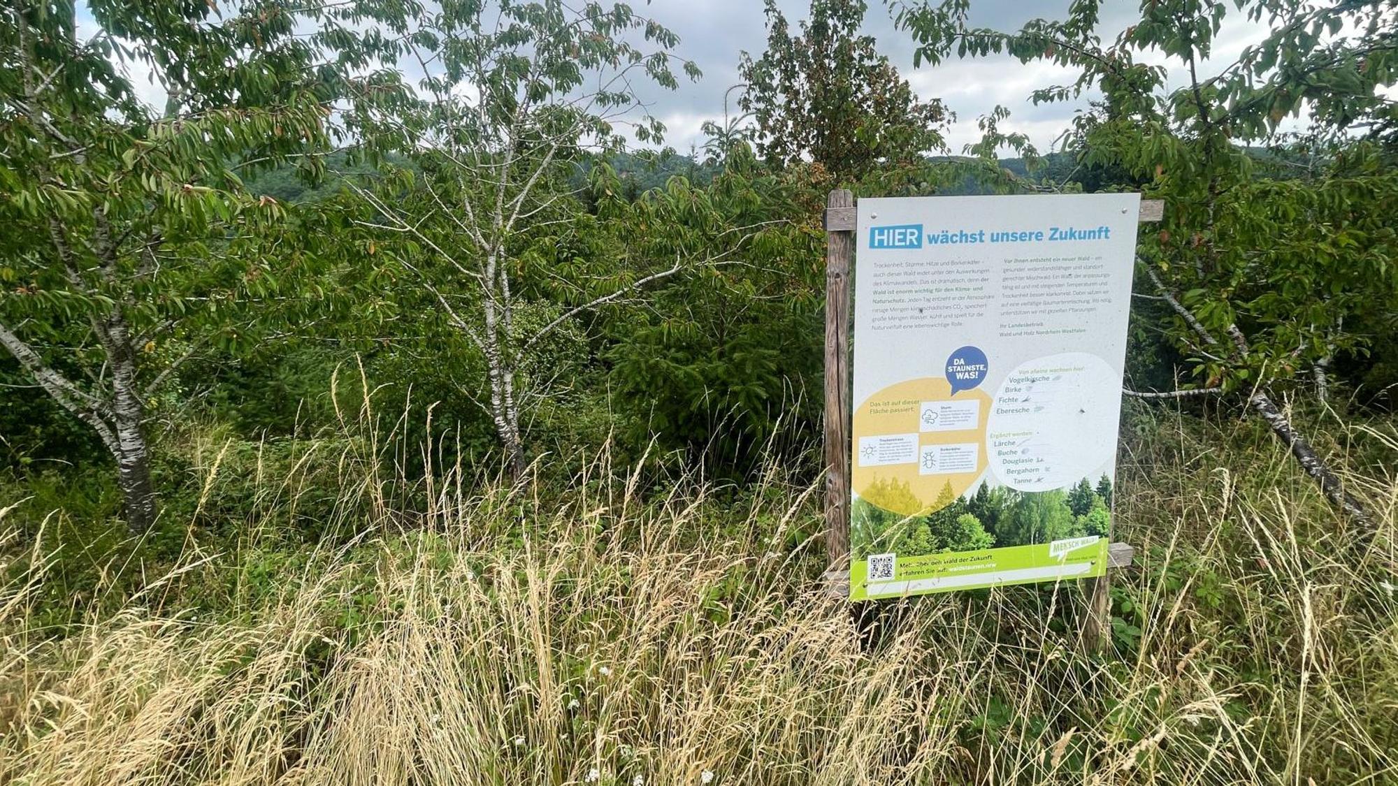 Ein Schild vor einem Hang mit jungen Bäumen weist auf den Waldumbau hin.