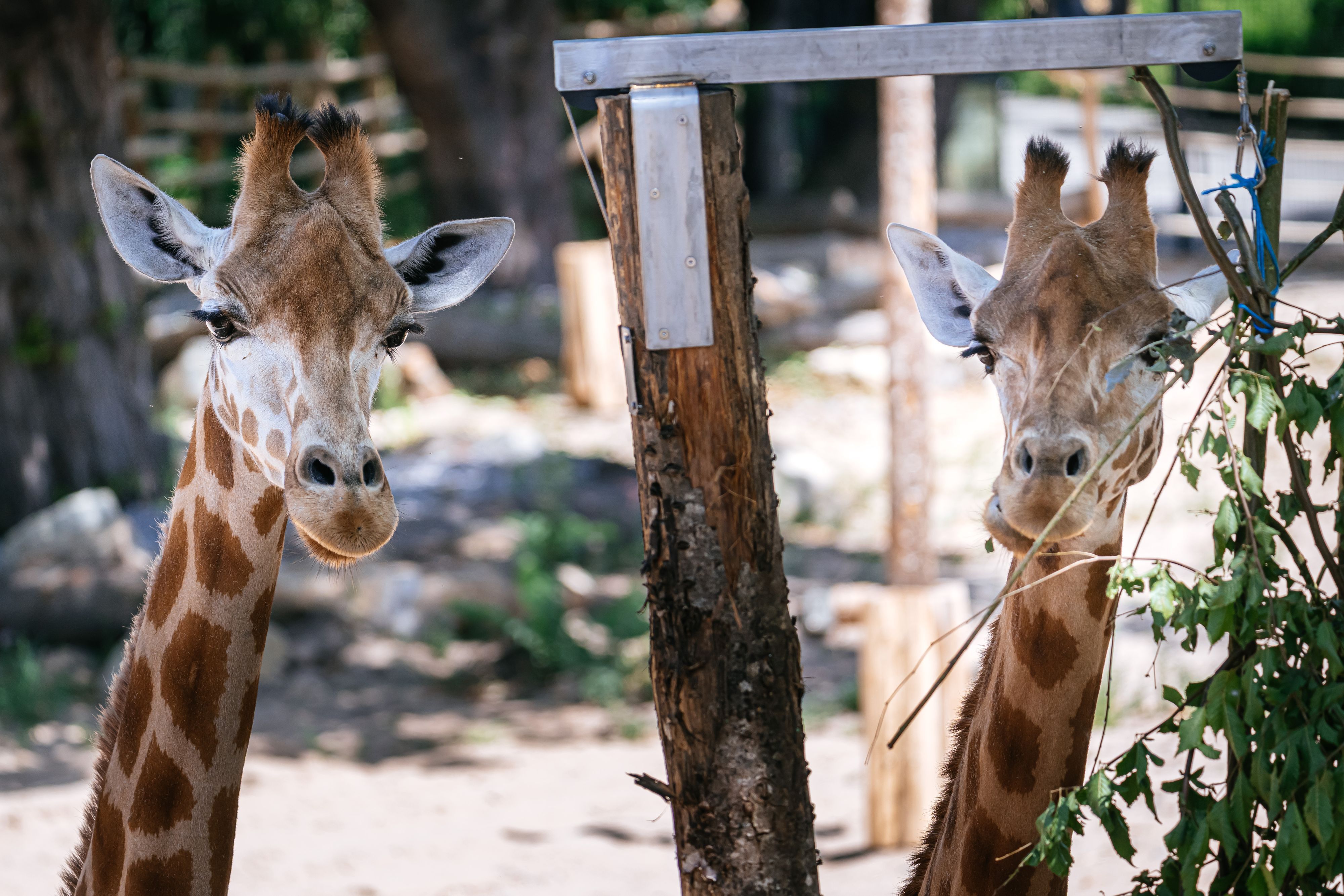 10.07.2026, Köln: Der Kölner Zoo eröffnet seine neue Giraffenanlage und stellt seine neuen Giraffen vor.  Alles soll größer, moderner, abwechslungsreicher werden