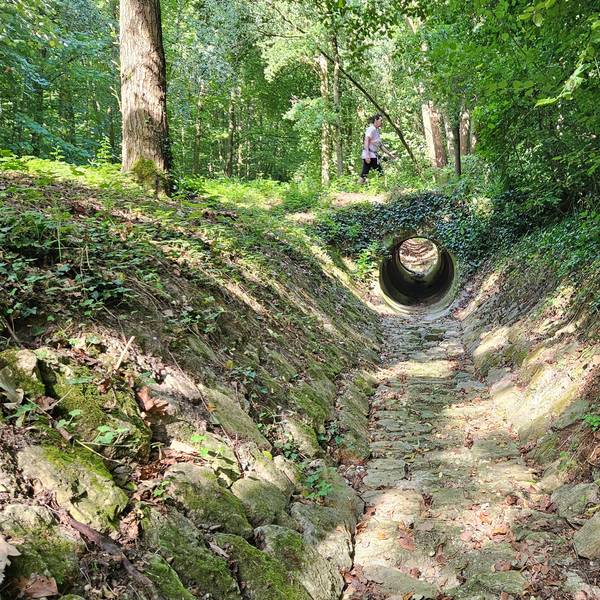 Zu sehen ist der Hohenholzer Graben, eine befestigte Furche durch einen Wald.
