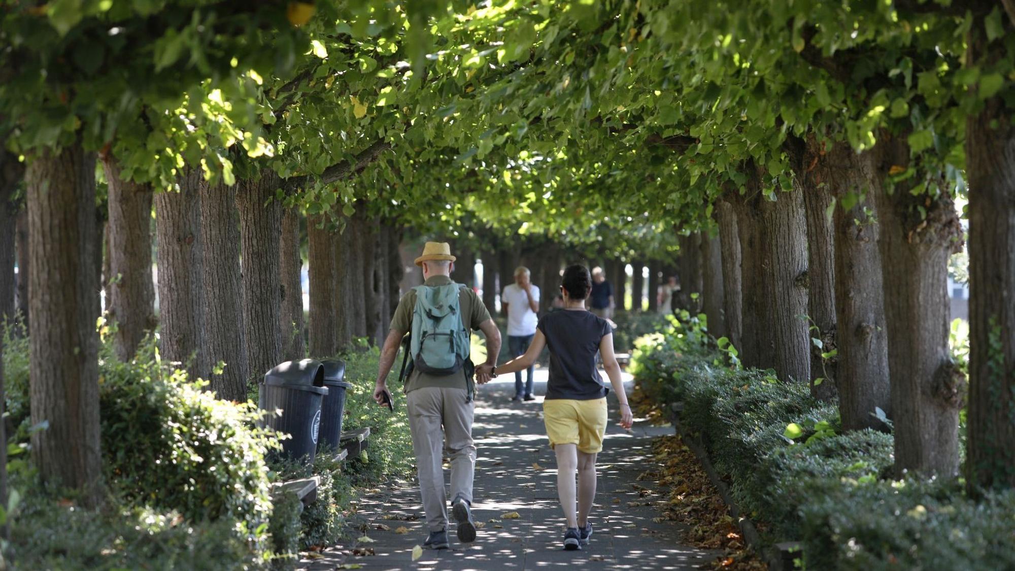 Zwei Spaziergänger unter dem dichten Blätterdach einer Allee.