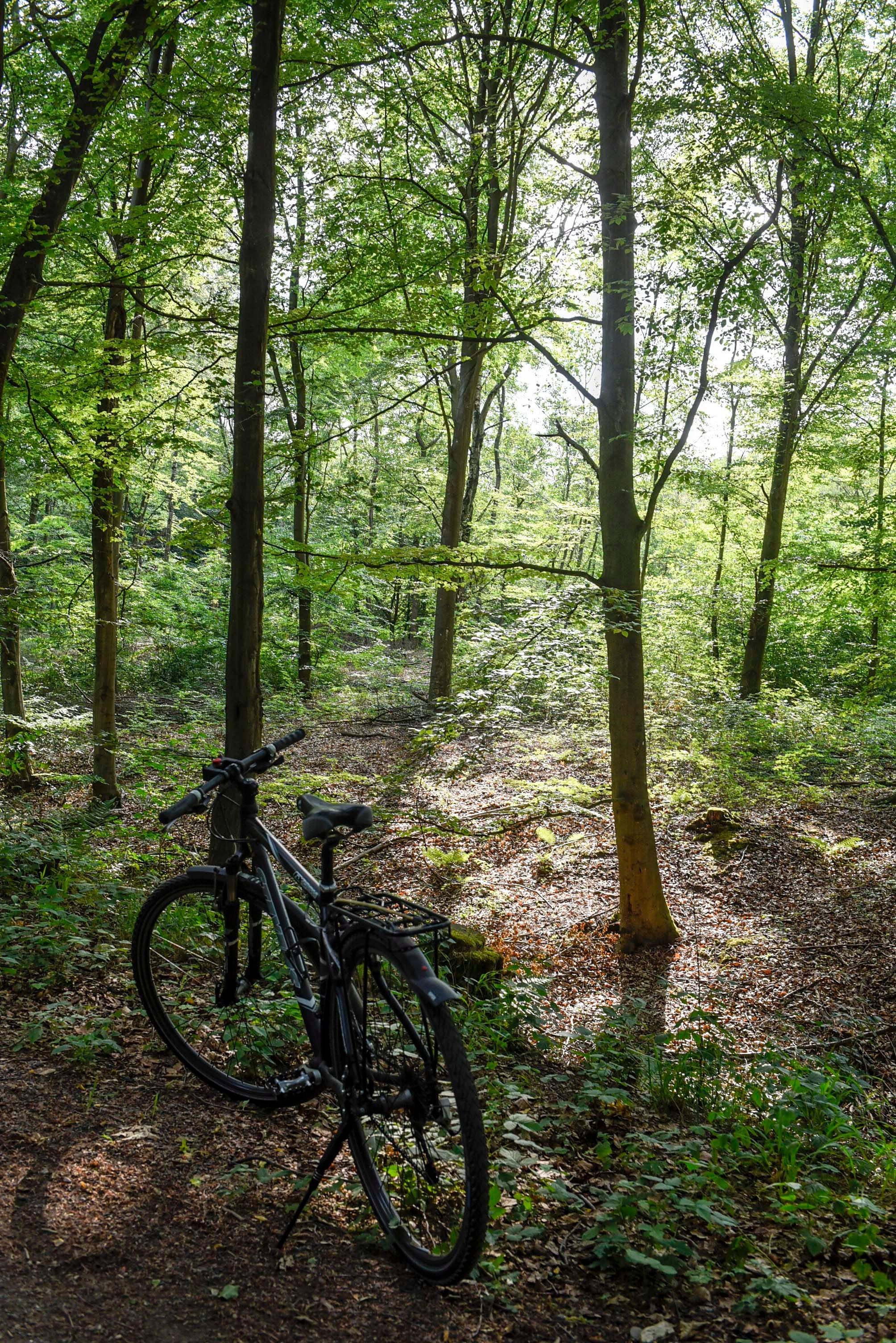 Das Bild zeigt einen Wald mit einem Fahrrad.