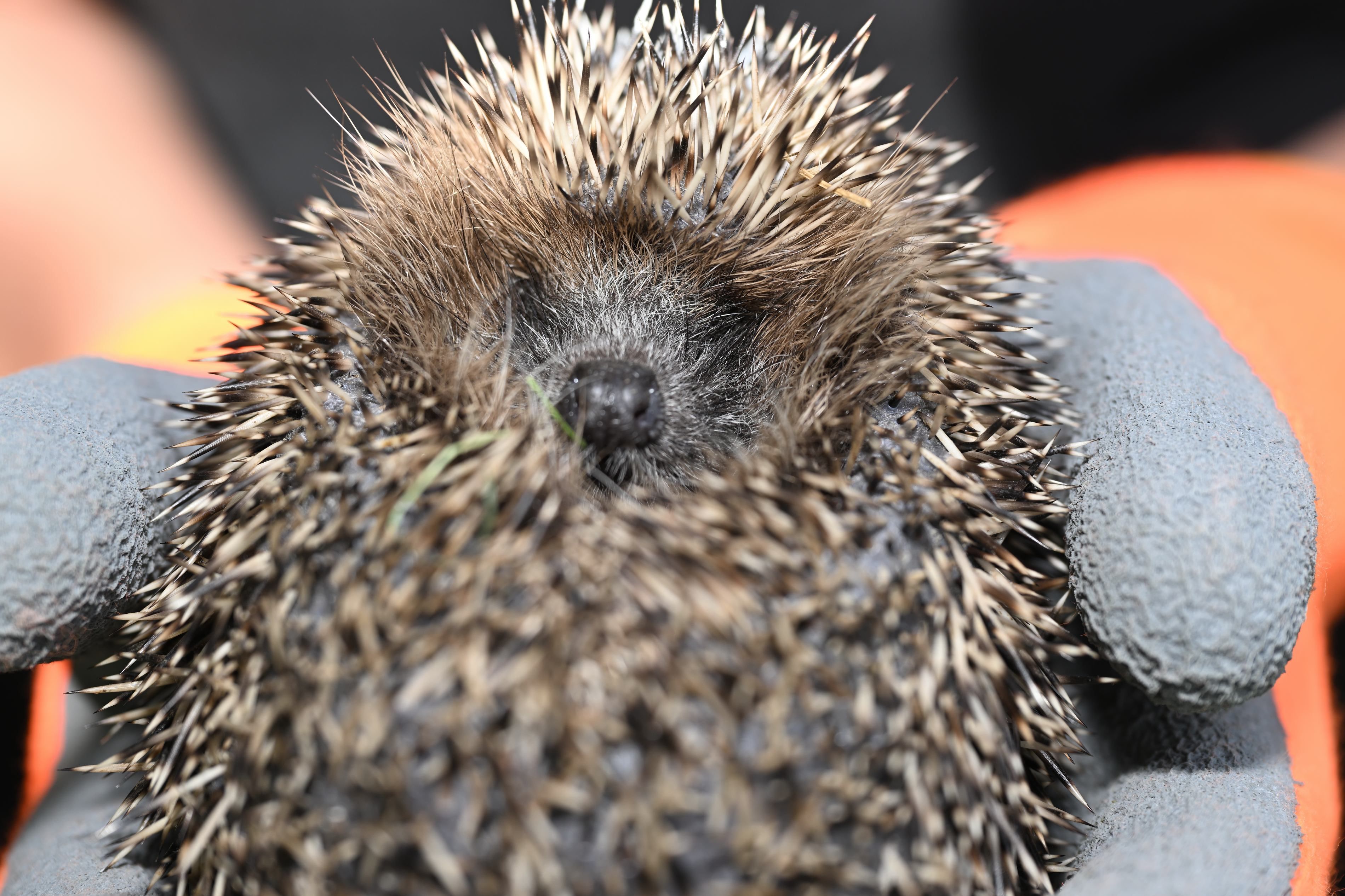 Ein kleiner Igel schaut in die Kamera.