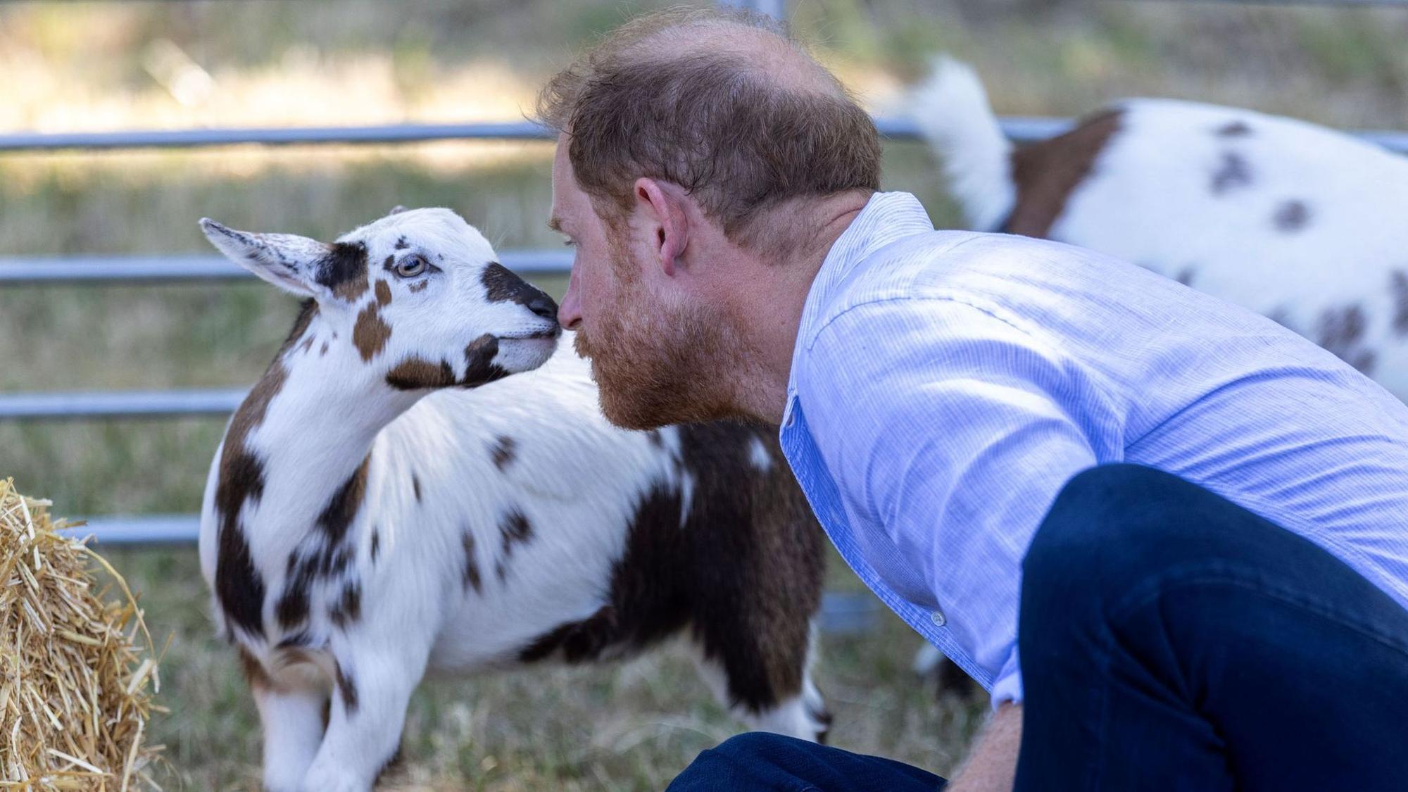 Prinz Harry suchte beim Ziegen-Yoga den intensiven Blickkontakt mit einem gehörnten Huftier.