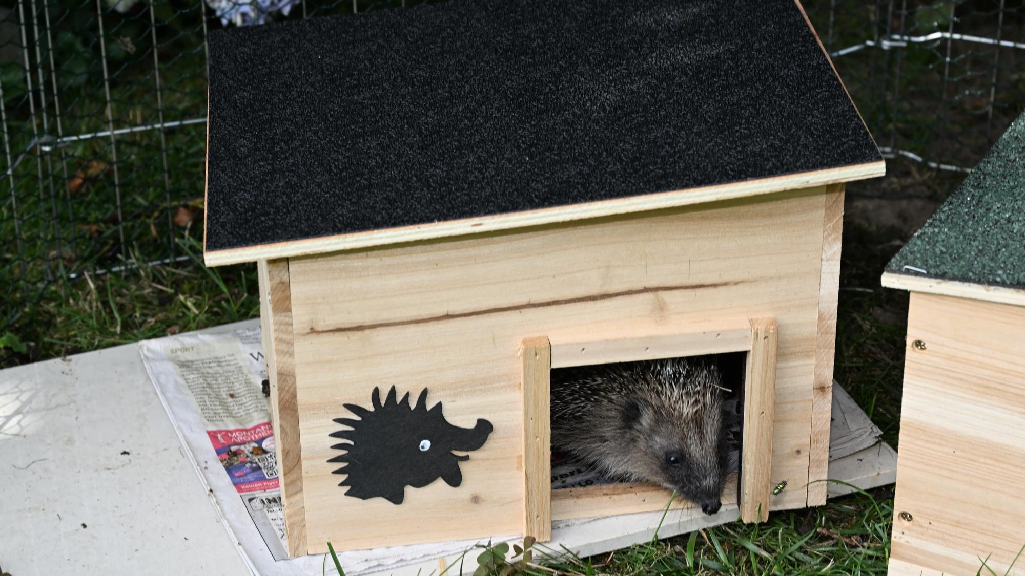 Ein Igel schaut aus der Tür eines hölzernen Igelhauses.