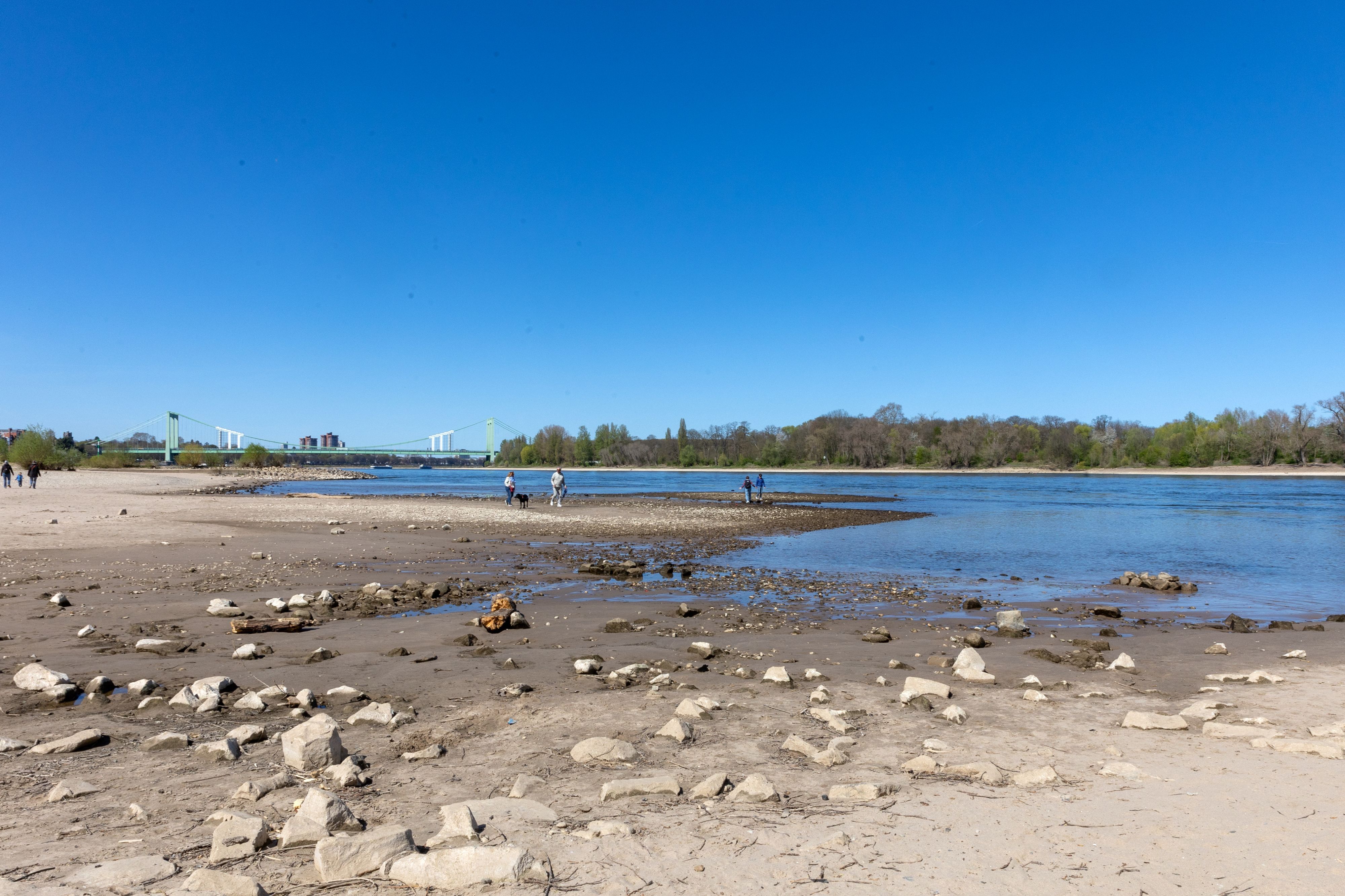 Wenn der Rhein wenig Wasser führt, ist das zum Beispiel in Rodenkirchen gut sichtbar. Das Bild zeigt Niedrigwasser bei einem Stand von 1,63 Metern im April 2025.