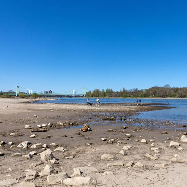 Wenn der Rhein wenig Wasser führt, ist das zum Beispiel in Rodenkirchen gut sichtbar. Das Bild zeigt Niedrigwasser bei einem Stand von 1,63 Metern im April 2025.