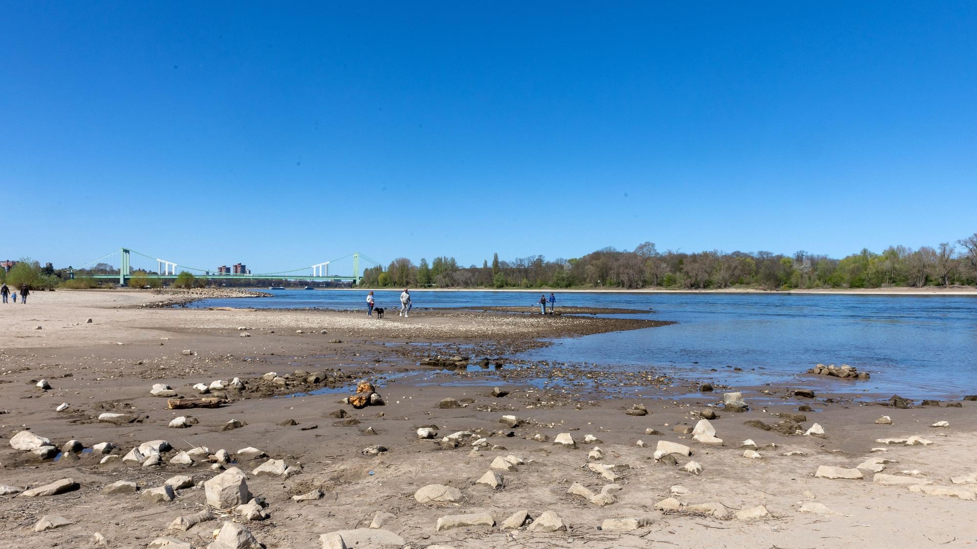 Wenn der Rhein wenig Wasser führt, ist das zum Beispiel in Rodenkirchen gut sichtbar. Das Bild zeigt Niedrigwasser bei einem Stand von 1,63 Metern im April 2025.