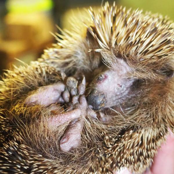 Ein Igel hat sich zusammengerollt. Sein Gesicht ist von Narben durchzogen.