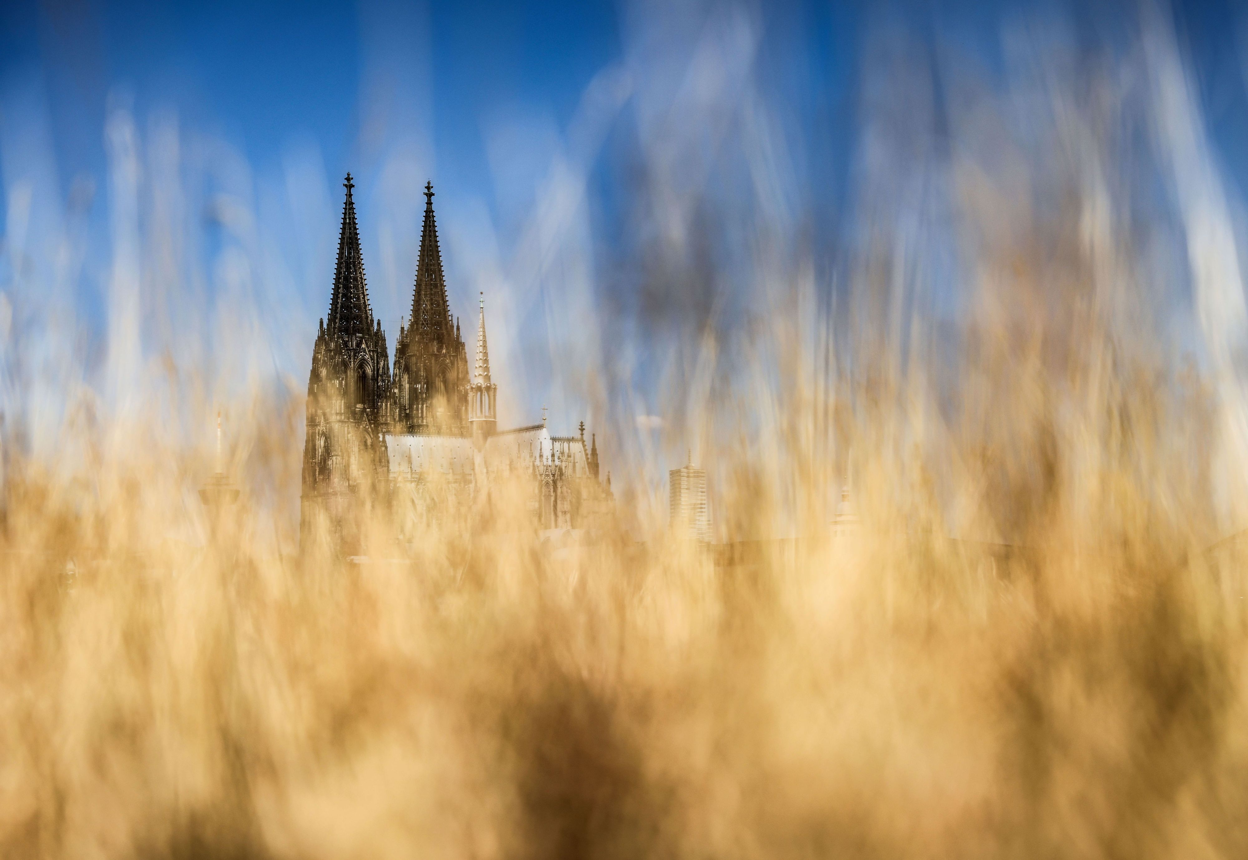 Beige gefärbte Gräser aufgrund von Trockenheit sind am Rheinufer vor dem Kölner Dom zu sehen. (Archivbild)