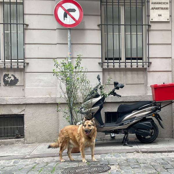 Das Bild zeigt einen Hund vor einem Haus, an dem eni Motorroller steht.