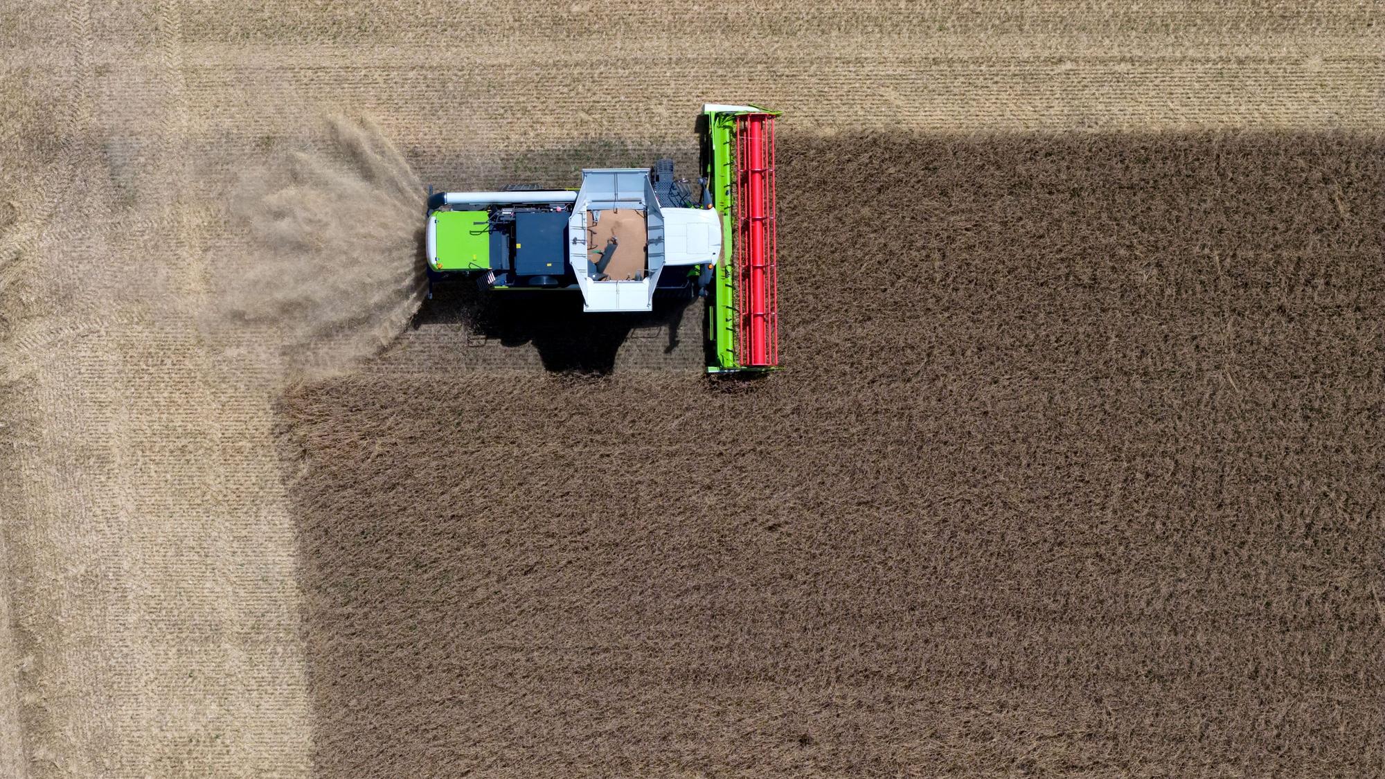 Ein Mähdrescher von Claas bei der Ernte auf einem Weizenfeld.