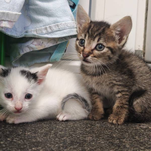 Das Tierheim Koppelweide hat verwilderte Katzen aufgenommen.