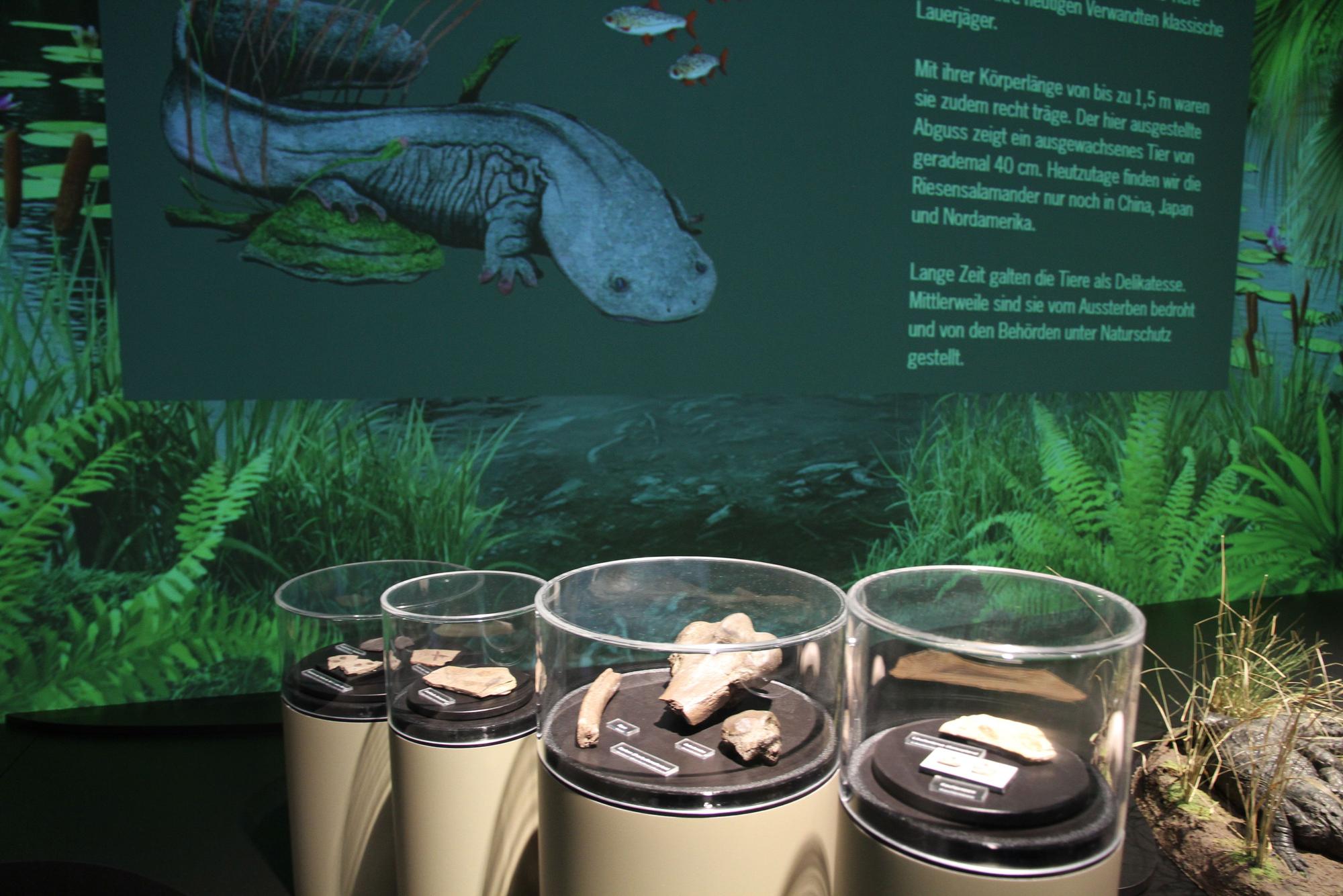 Neu gestaltete Abteilung zu Geologie und Paläontologie im Stadtmuseum Siegburg, Fossilien