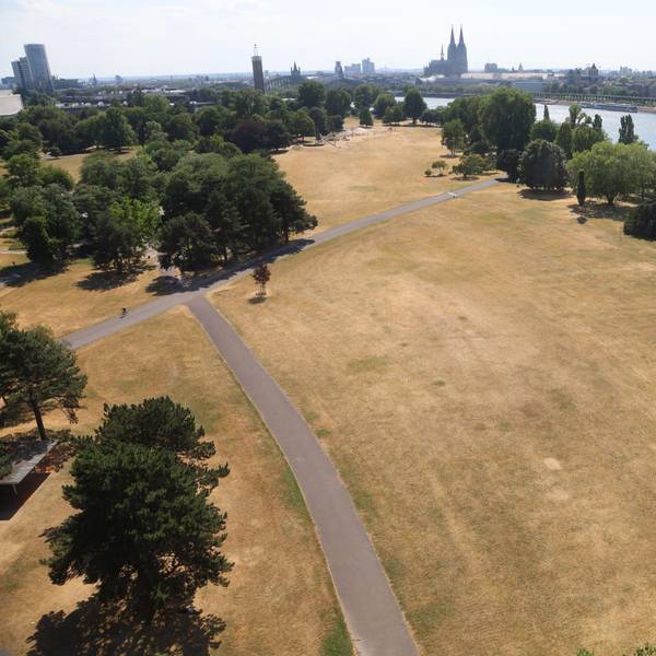 Vertrocknete Wiesen im Kölner Rheinpark.