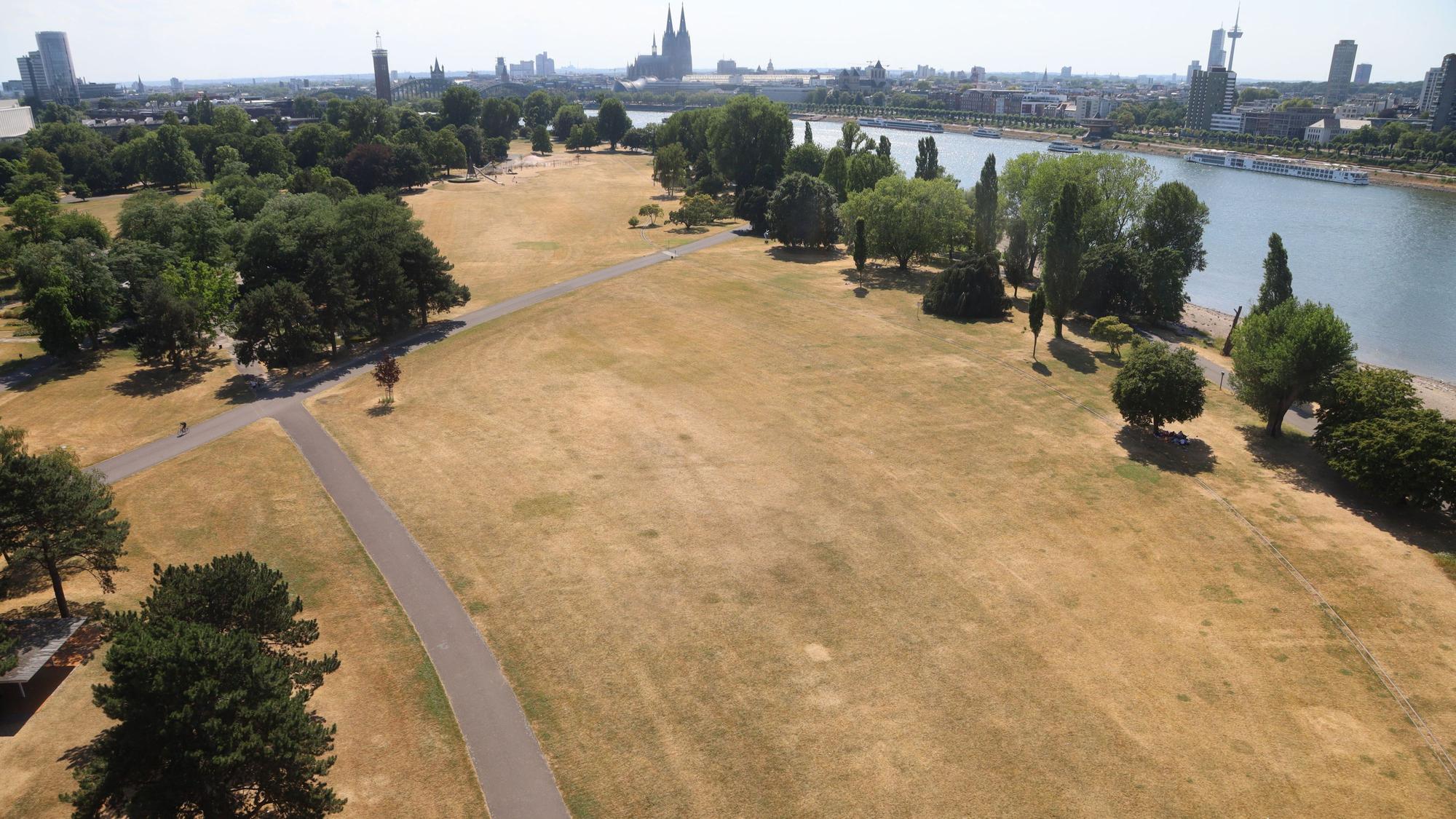Vertrocknete Wiesen im Kölner Rheinpark.