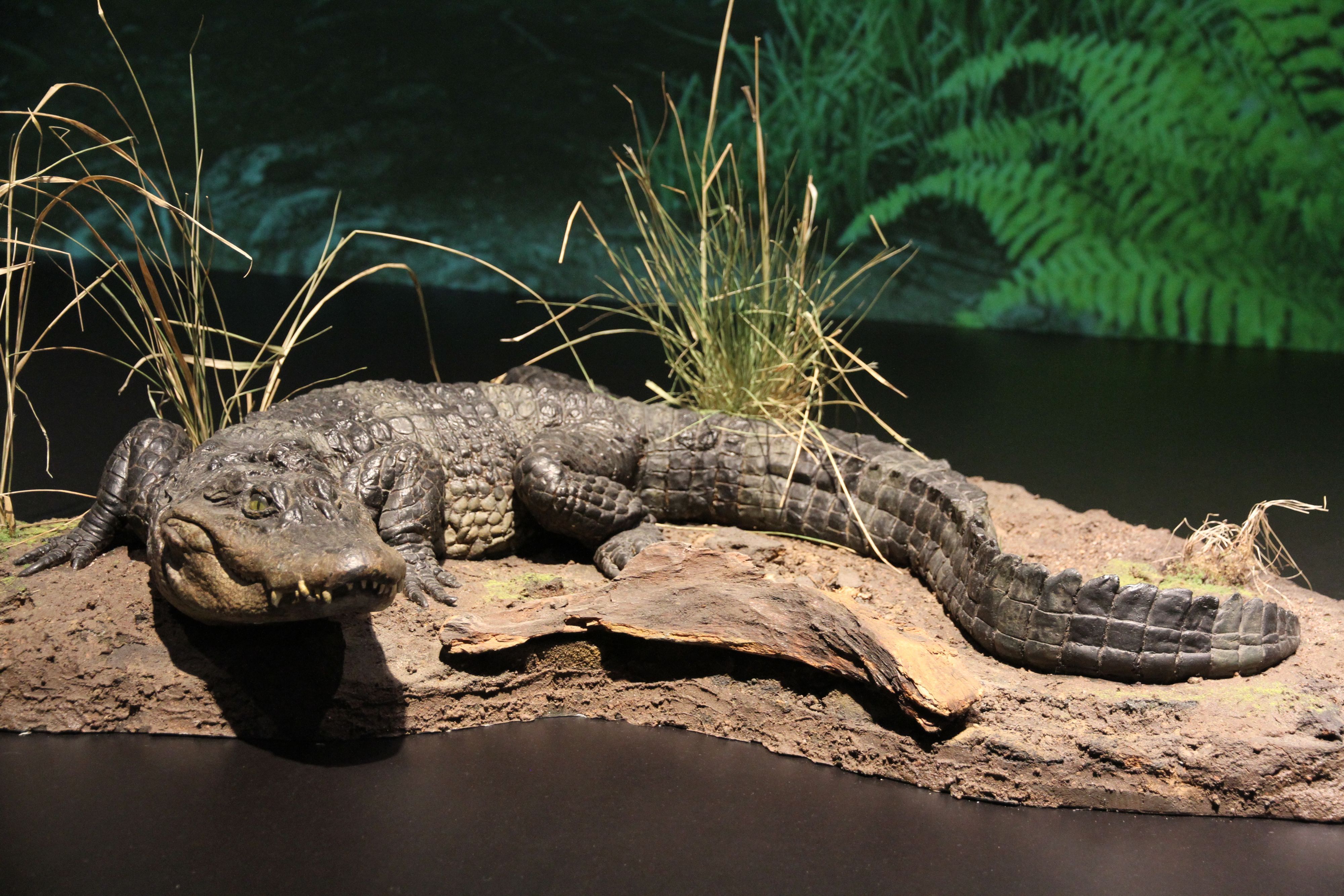 Neu gestaltete Abteilung zu Geologie und Paläontologie im Stadtmuseum Siegburg, Alligator