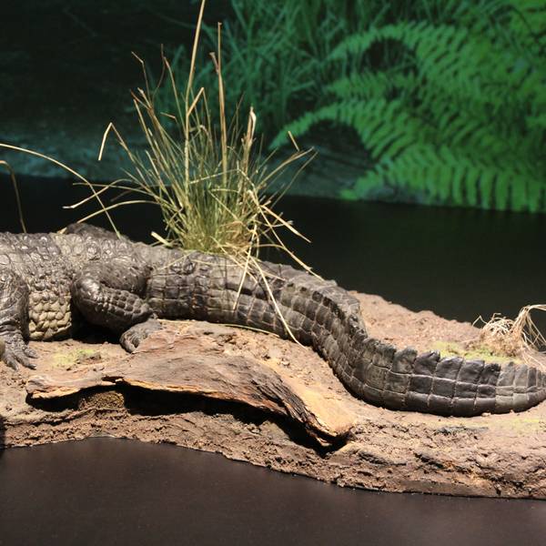 Neu gestaltete Abteilung zu Geologie und Paläontologie im Stadtmuseum Siegburg, Alligator