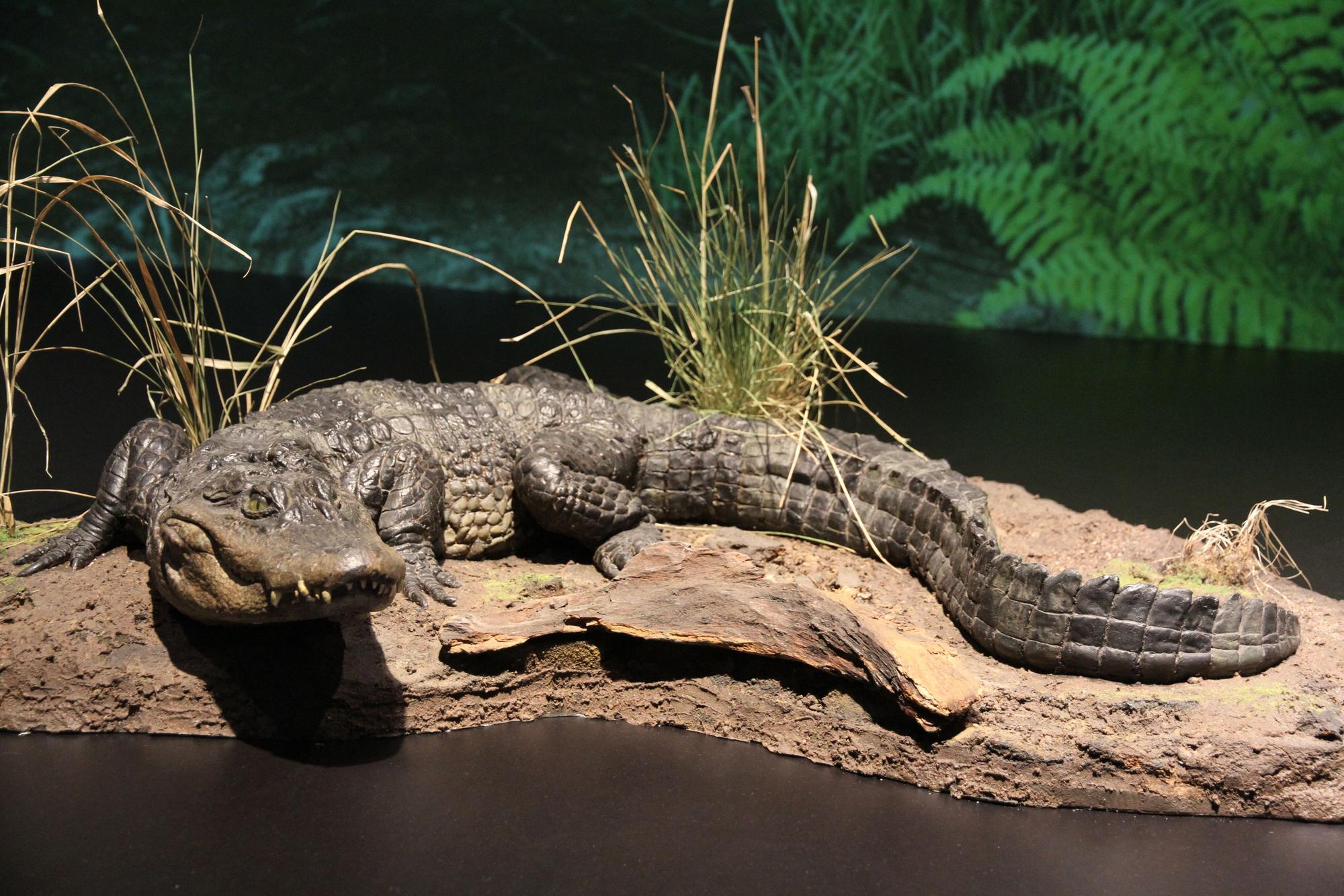 Neu gestaltete Abteilung zu Geologie und Paläontologie im Stadtmuseum Siegburg, Alligator