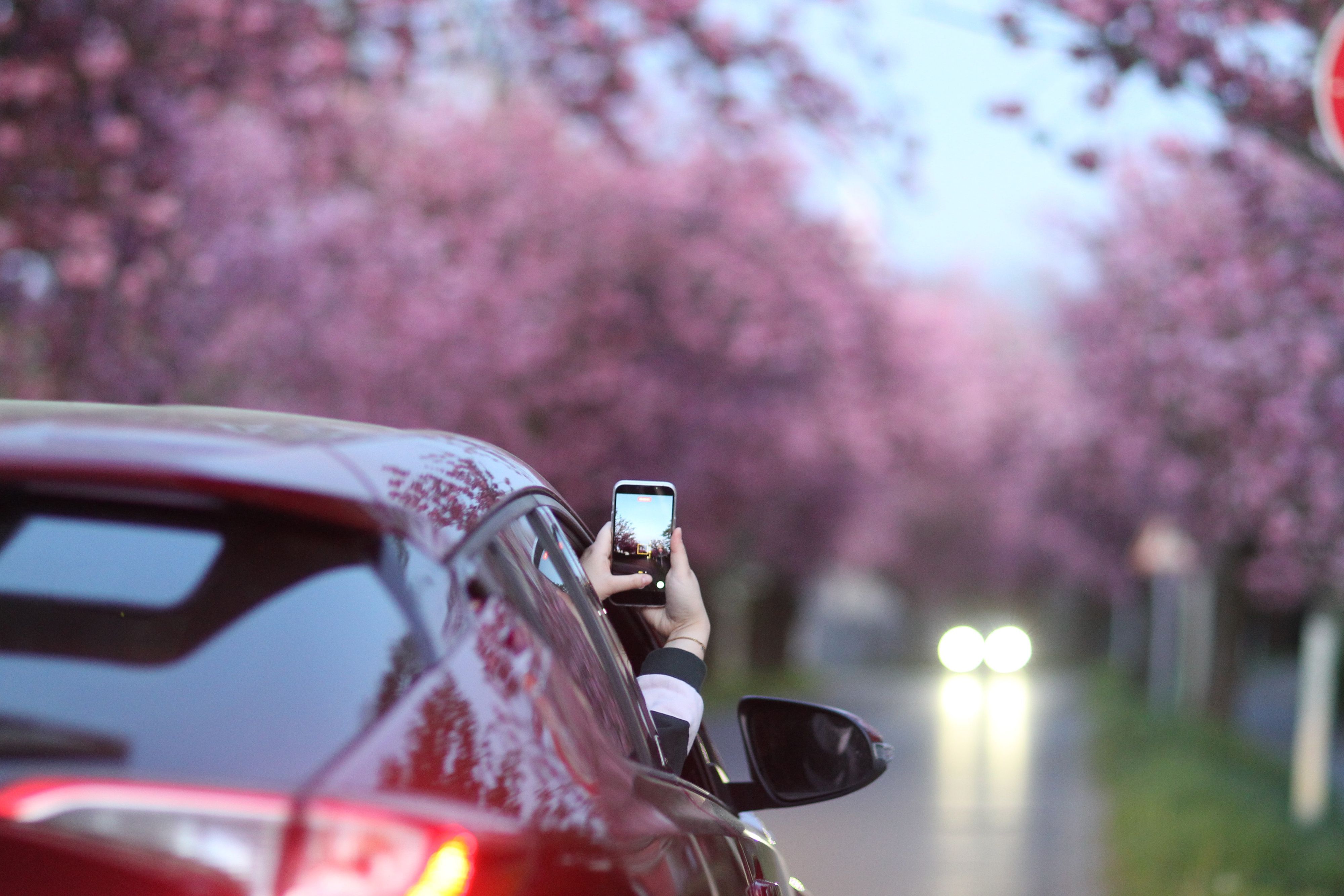 Im Frühjahr faszinieren Kirschblüten mit interesanten Optiken.