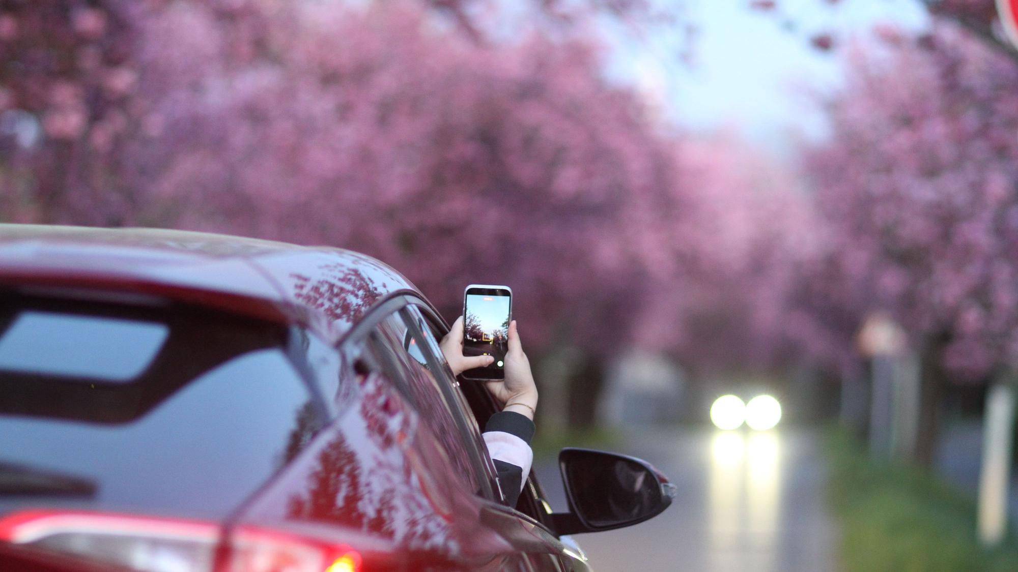 Im Frühjahr faszinieren Kirschblüten mit interesanten Optiken.