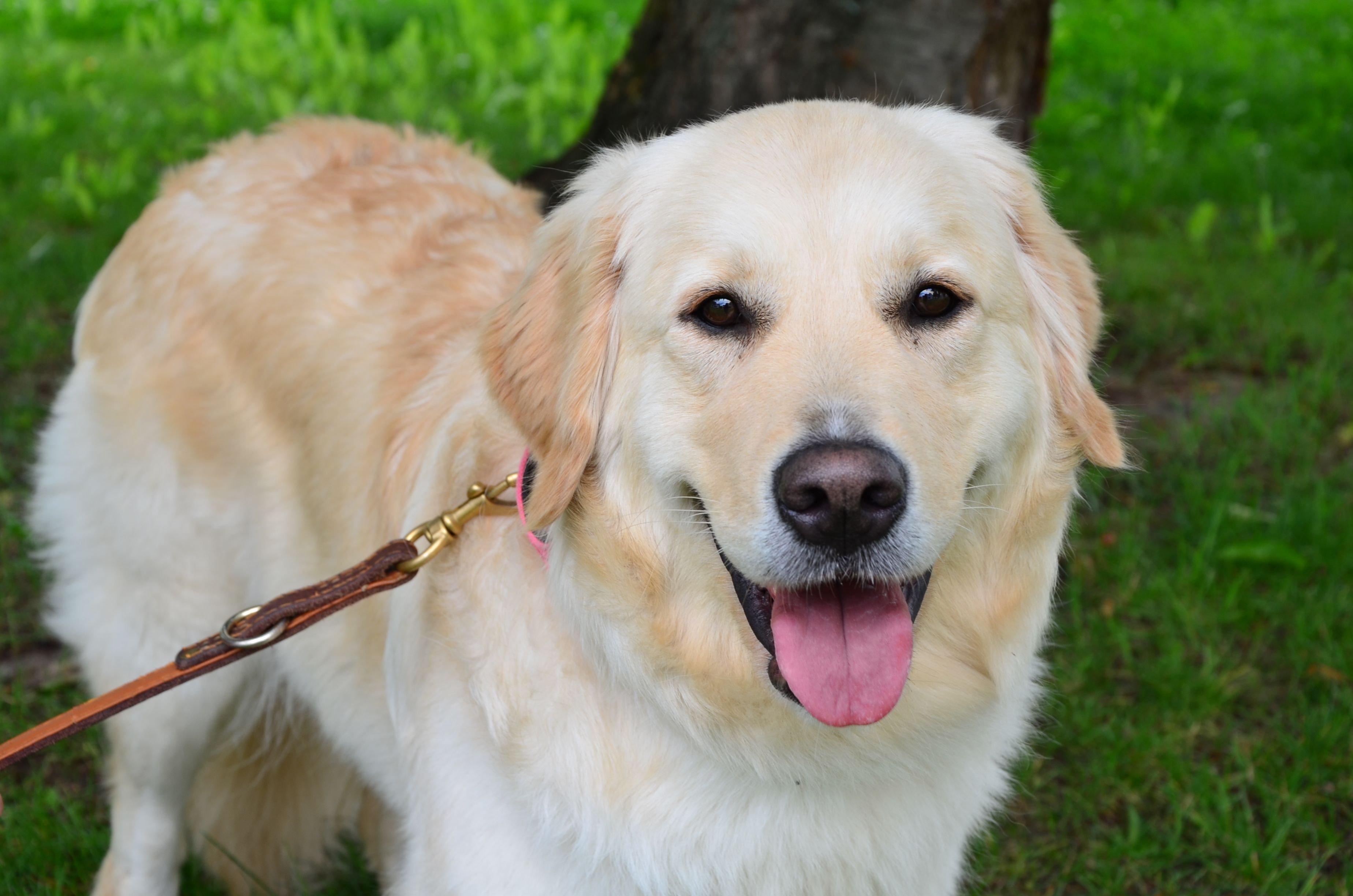 Tier-der-Woche-Die-Retriever-H-ndin-Emma-aus-dem-Tierheim-Bergheim-braucht-besondere-F-rsorge