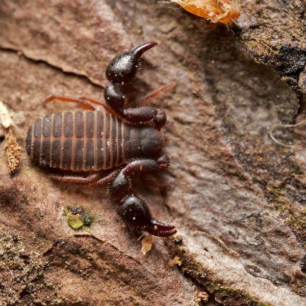 Das Tier hat Zangen wie ein Skorpion, aber einen runden Hinterleib.