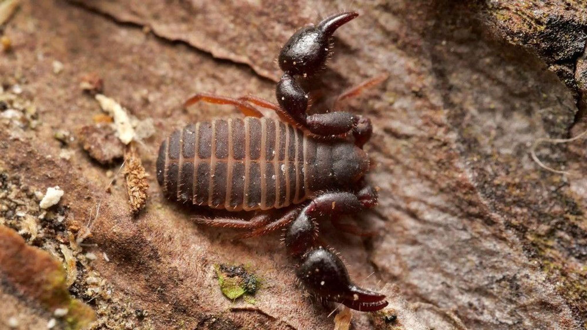 Das Tier hat Zangen wie ein Skorpion, aber einen runden Hinterleib.