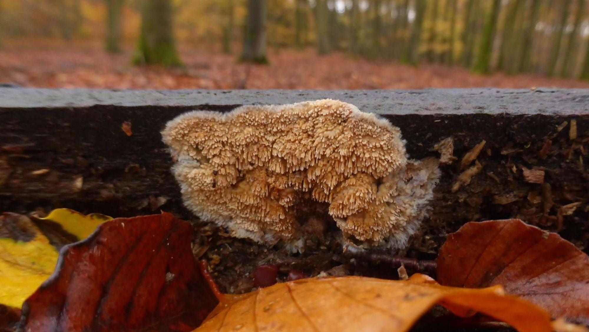 An einem Brett wächst ein schwammartiger Pilz.