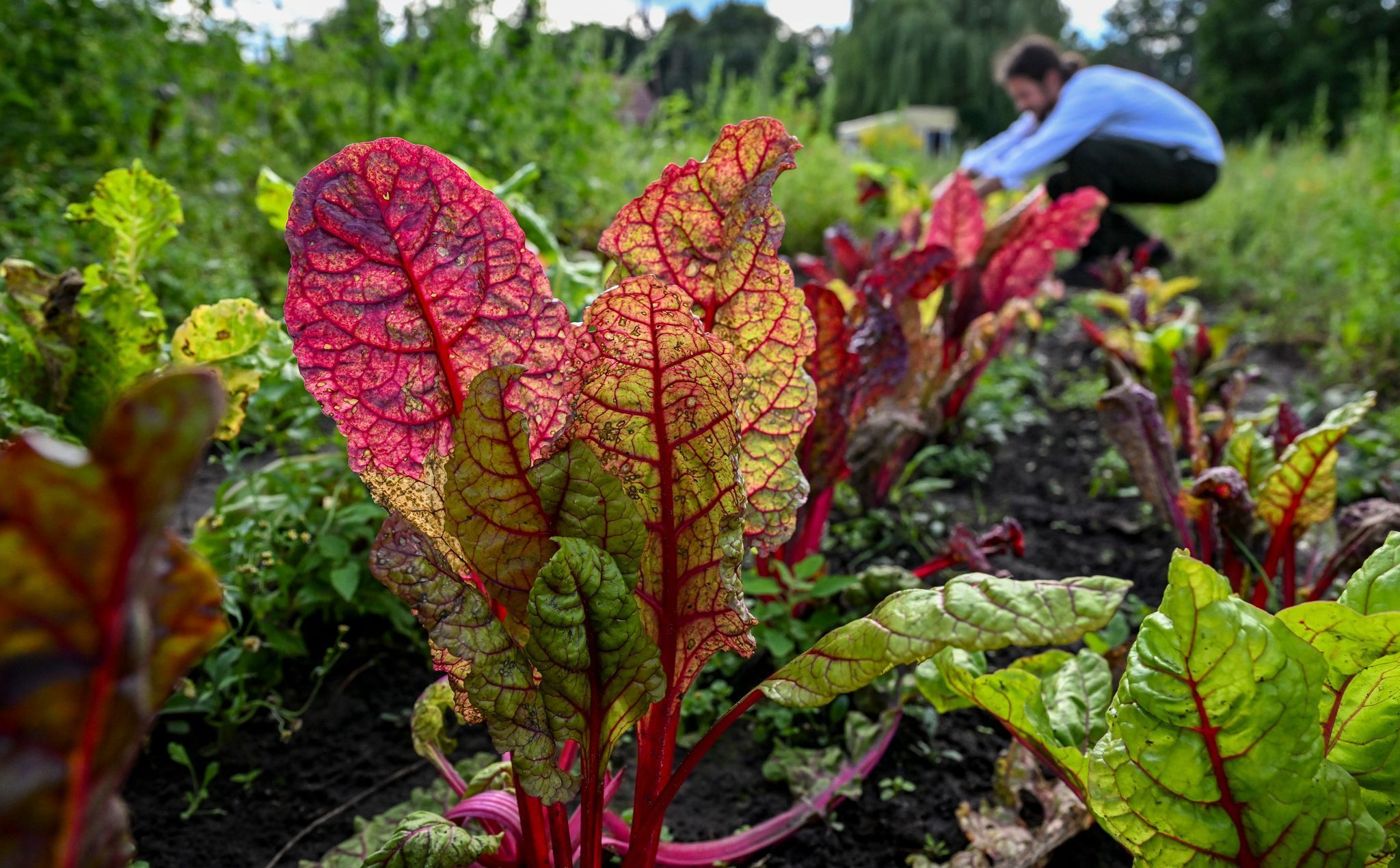 Auch im Hochsommer ist die Gartensaison noch lange nicht vorbei – viele Gemüsearten wie Mangold, Feldsalat oder Spinat können jetzt noch ins Beet.