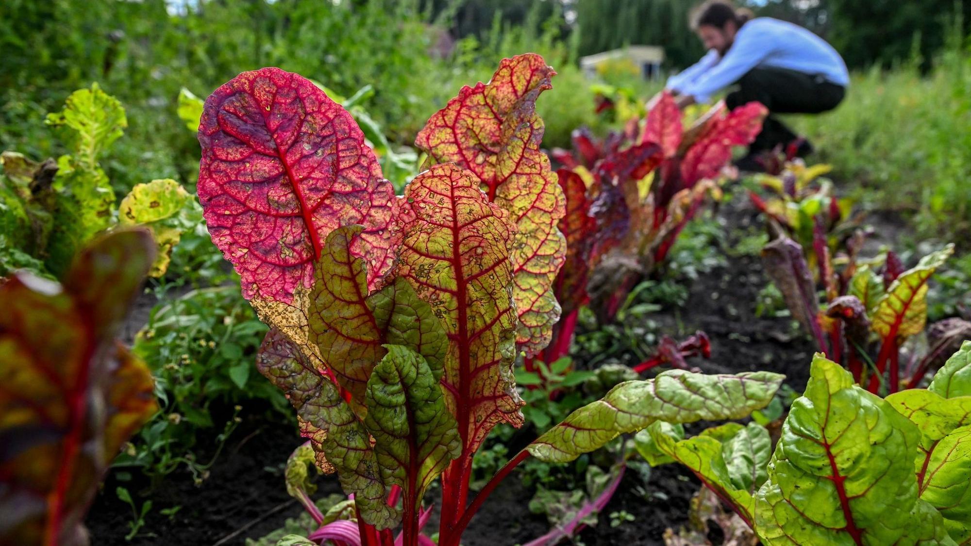 Auch im Hochsommer ist die Gartensaison noch lange nicht vorbei – viele Gemüsearten wie Mangold, Feldsalat oder Spinat können jetzt noch ins Beet.