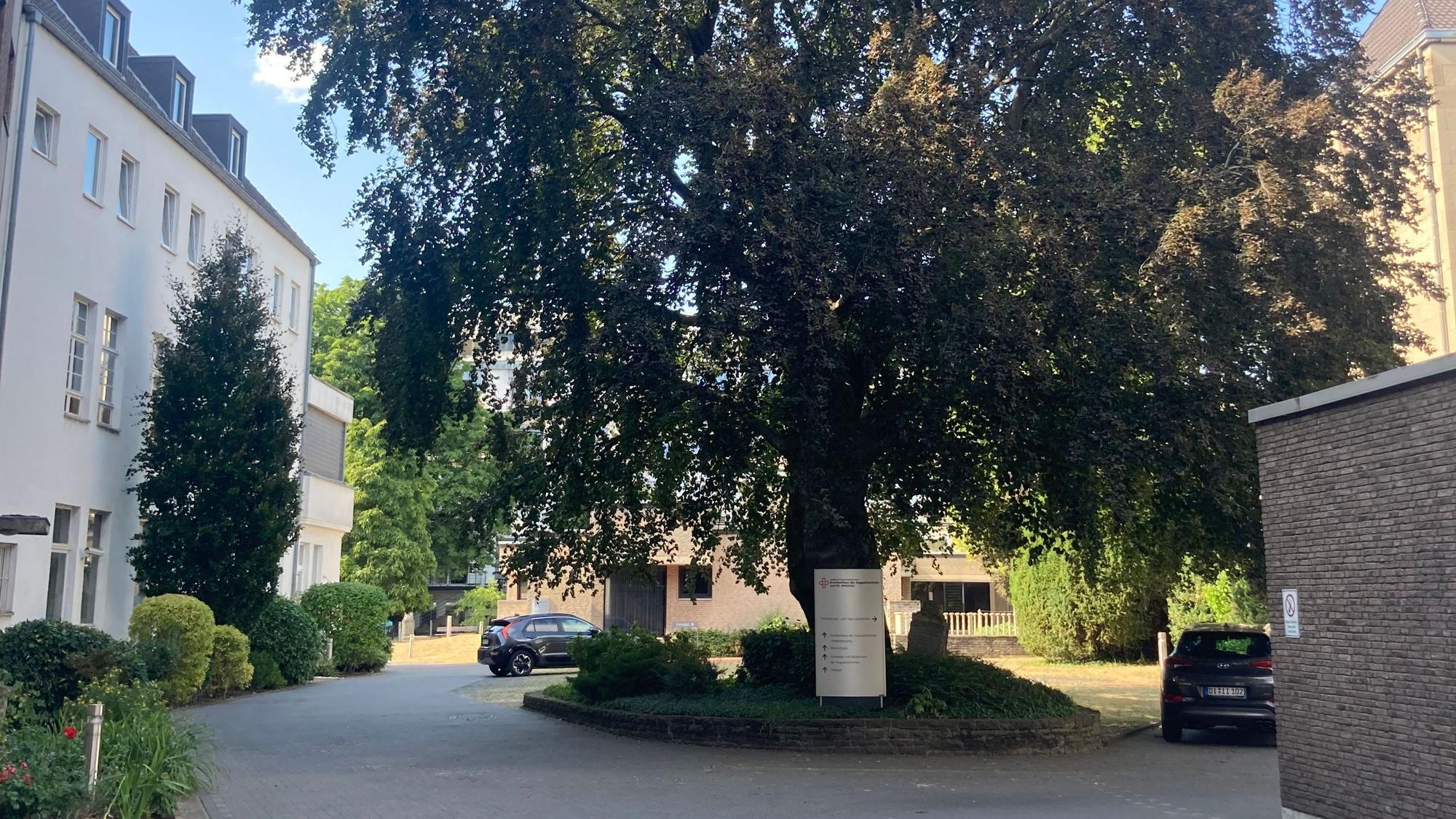 Ein einzelner großer Baum steht in der Mitte eines Gebäude-Ensembles auf einer eigenen kleinen Grünfläche.