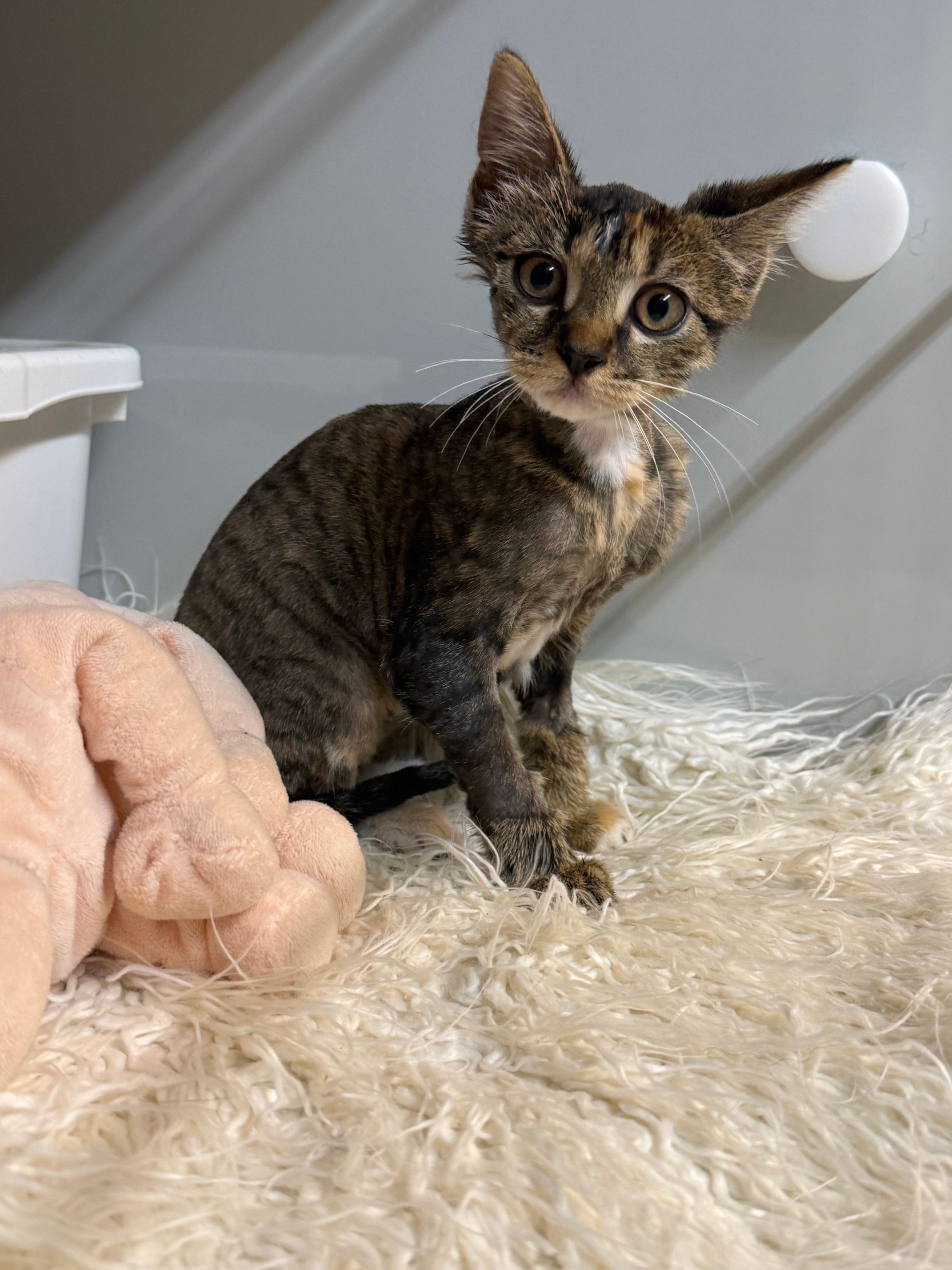 Mittlerweile ist das Katzenbaby vom Kleber befreit worden – auch dank einiger Behandlungen mit Olivenöl, die dem Kitten den Namen Olivia einbrachten.