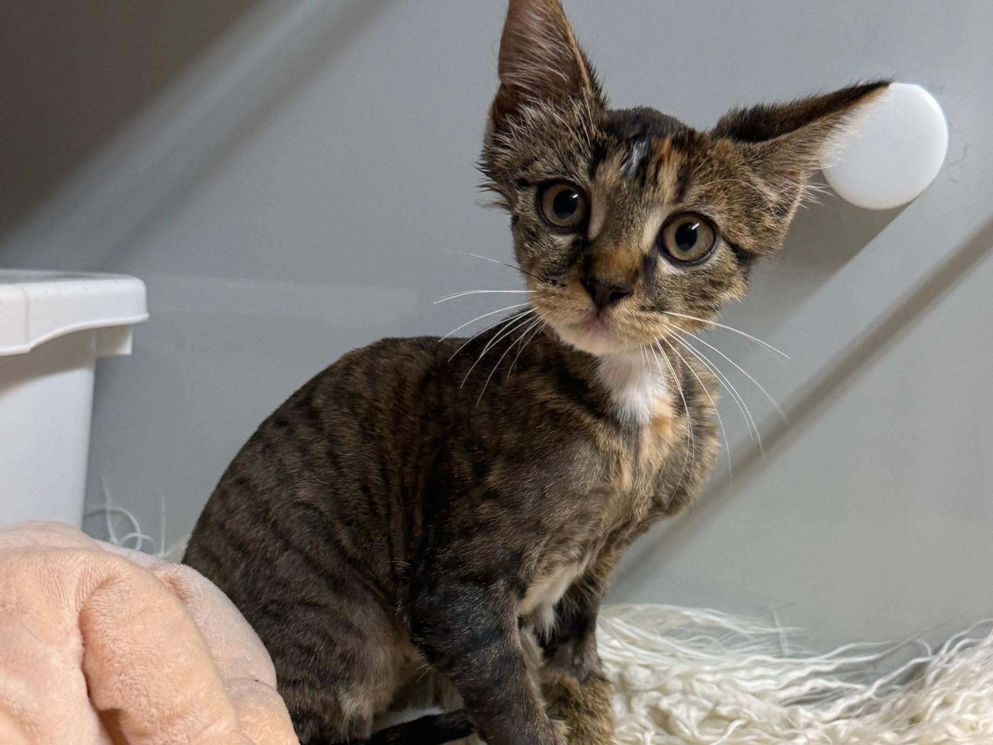 Mittlerweile ist das Katzenbaby vom Kleber befreit worden – auch dank einiger Behandlungen mit Olivenöl, die dem Kitten den Namen Olivia einbrachten.